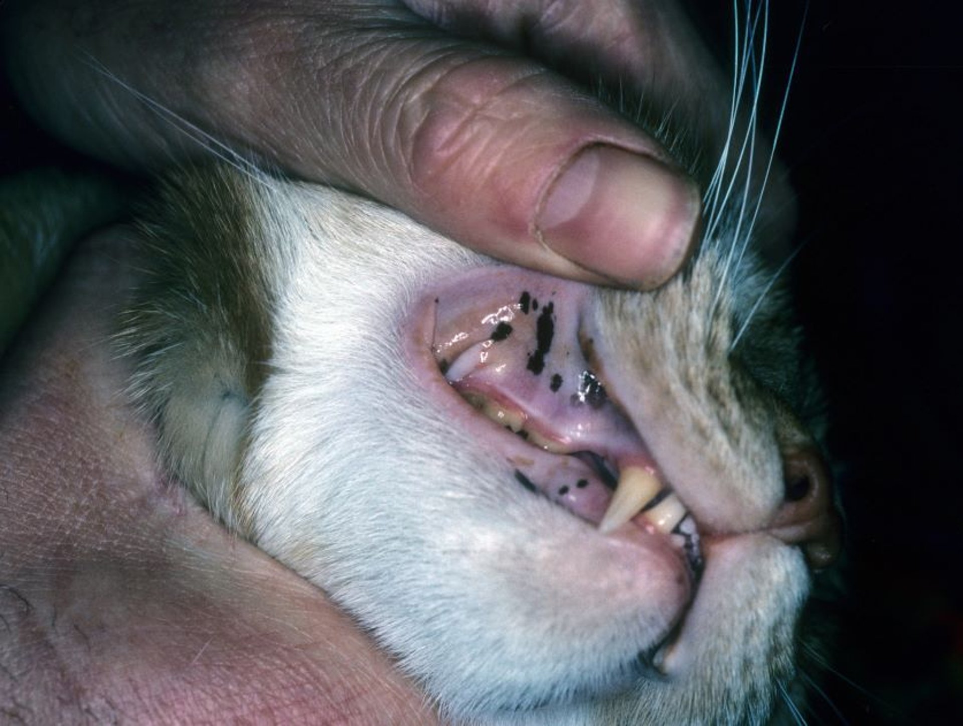 Máculas, gato