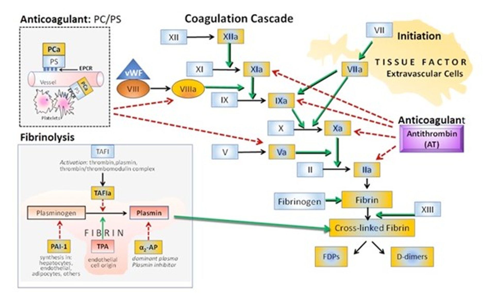 Major modulatory interactions of coagulation inhibitors and fibrinolysis with the coagulation cascade
