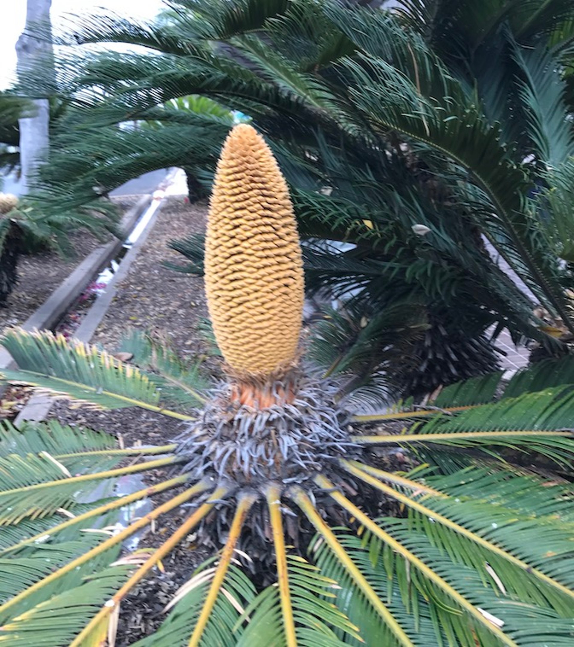 Sago palm, male (<i >Cycas cirinalis</i>)