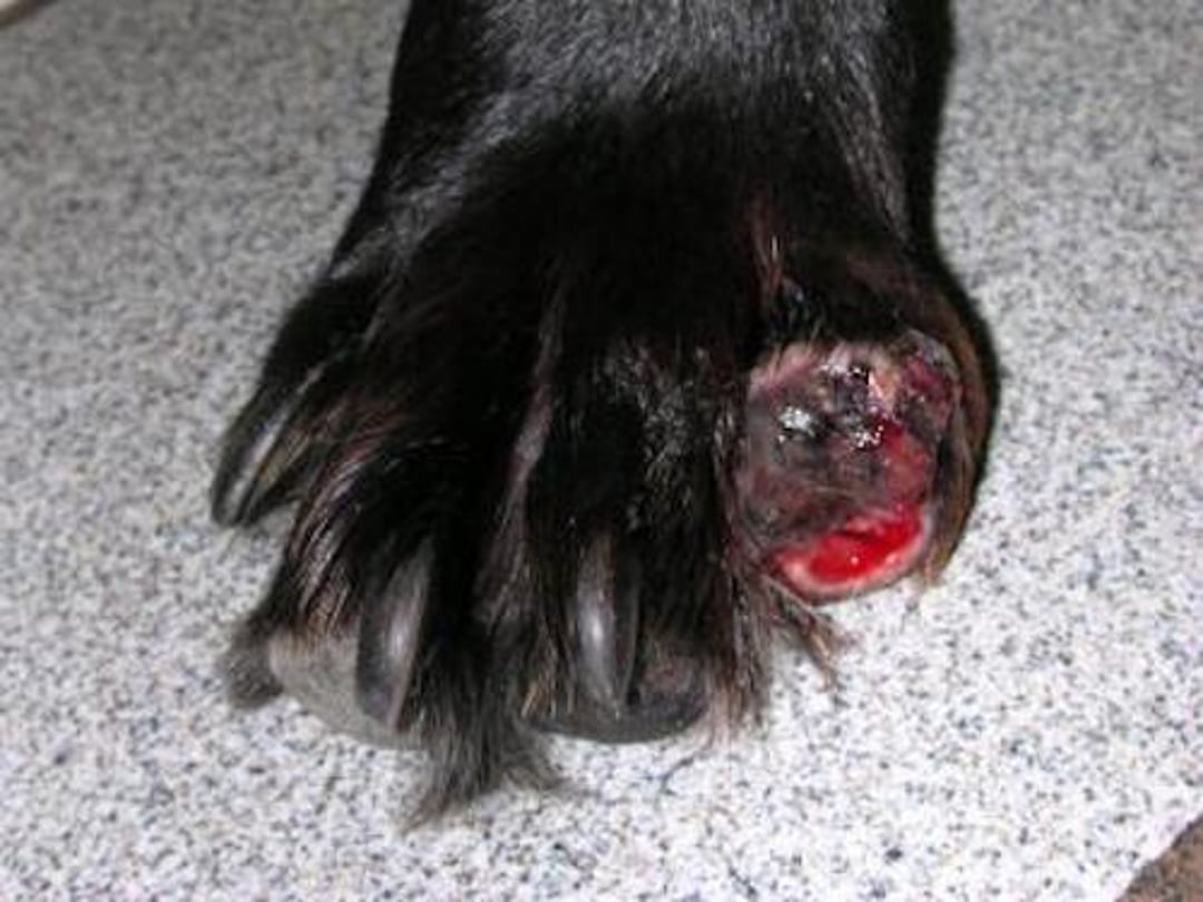 Melanoma maligno, segundo dedo de la pata delantera, perro
