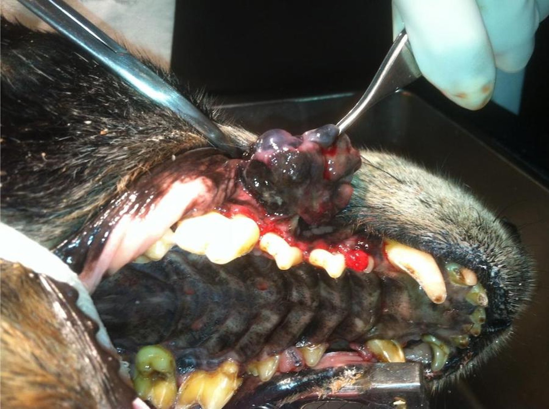 Melanoma maligno que surge de la encía, perro