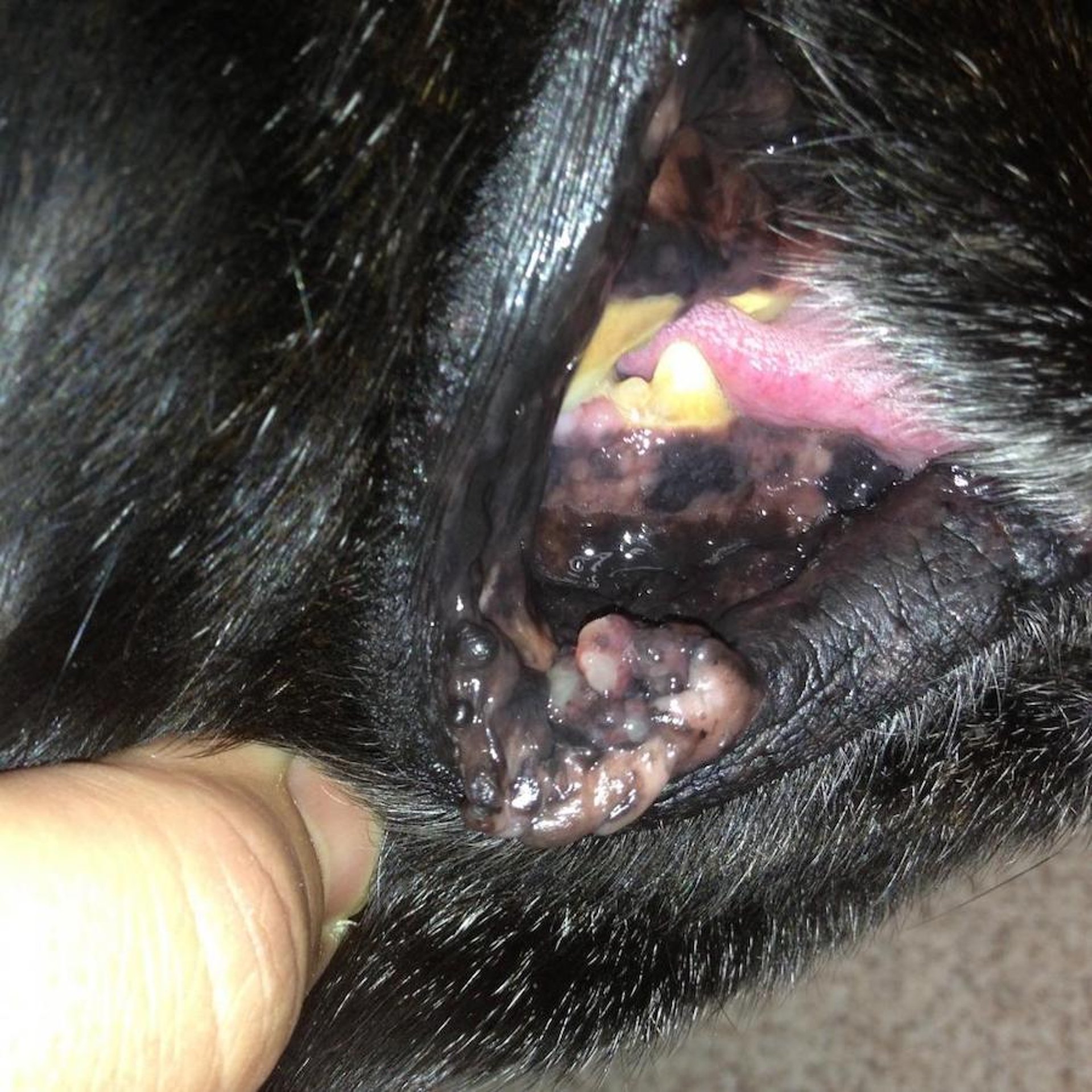 Melanoma maligno do lábio e da mucosa bucal, cão Labrador mestiço de 12 anos
