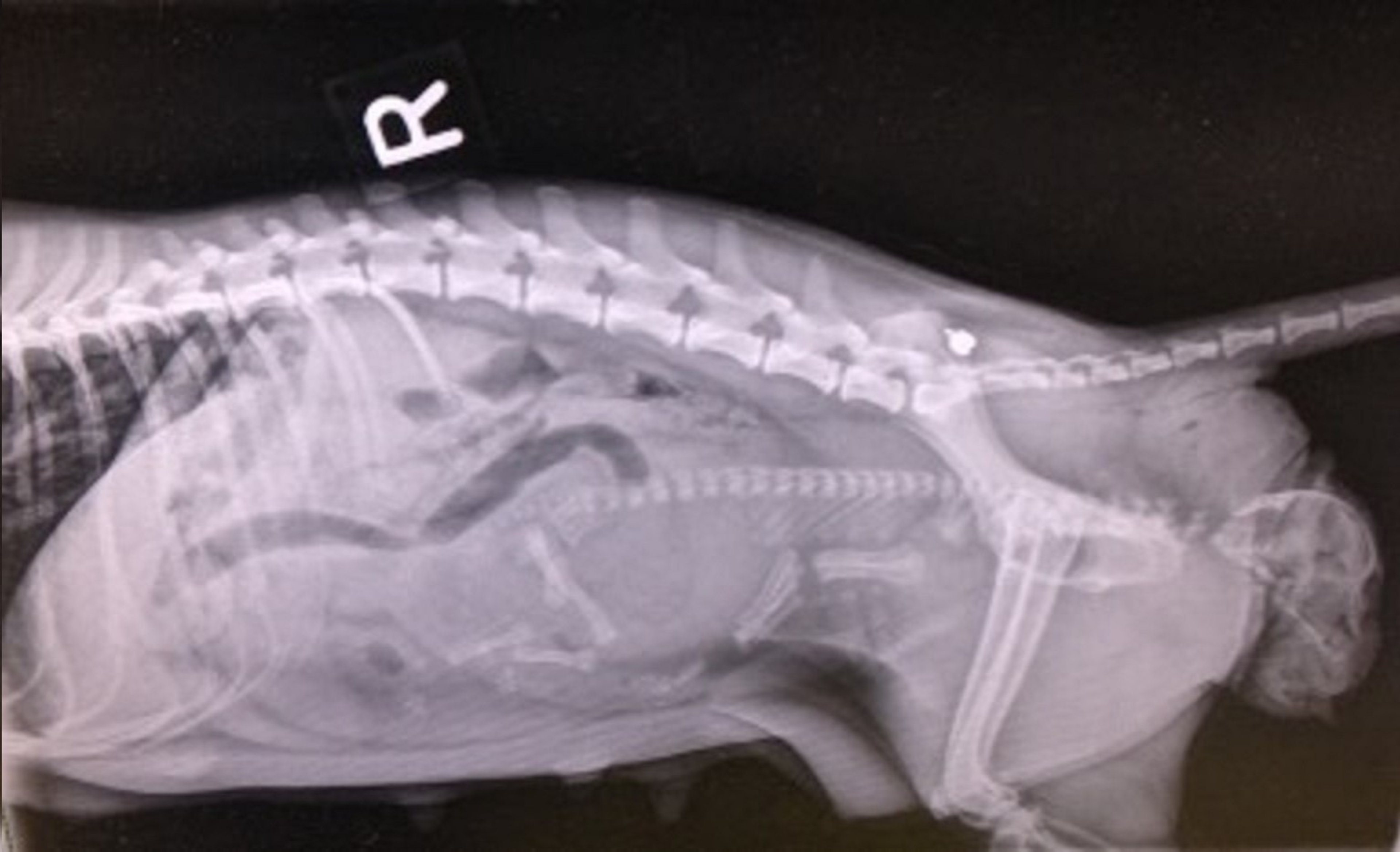 Malposition in singleton pregnancy, dog