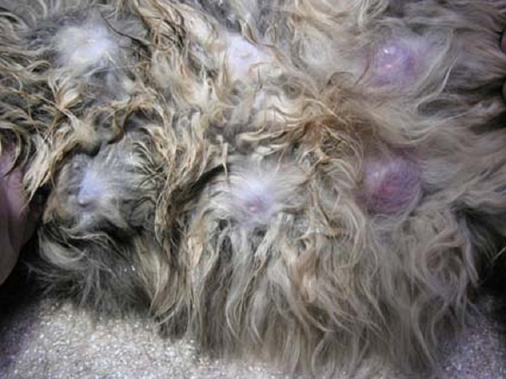 Hiperplasia mamária, gata