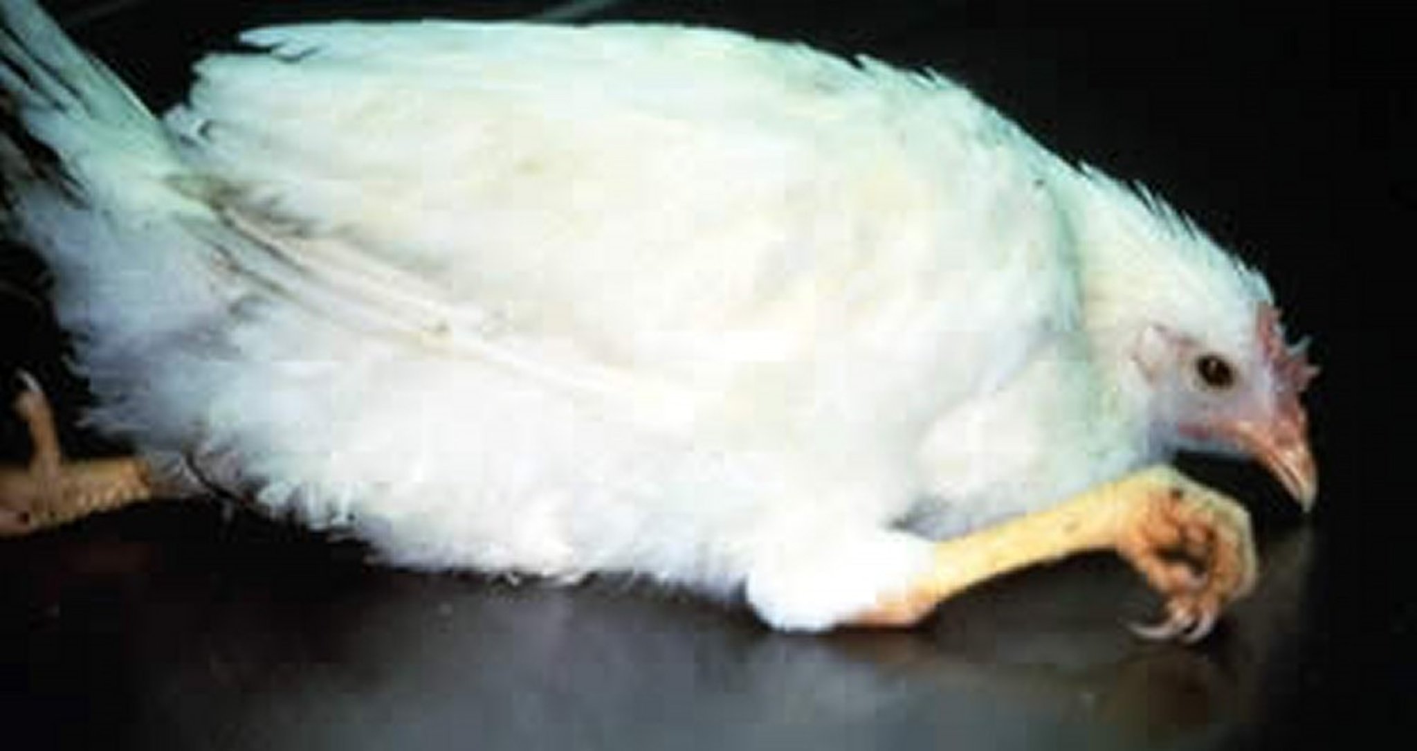 Enfermedad de Marek, paresia de las patas, pollo