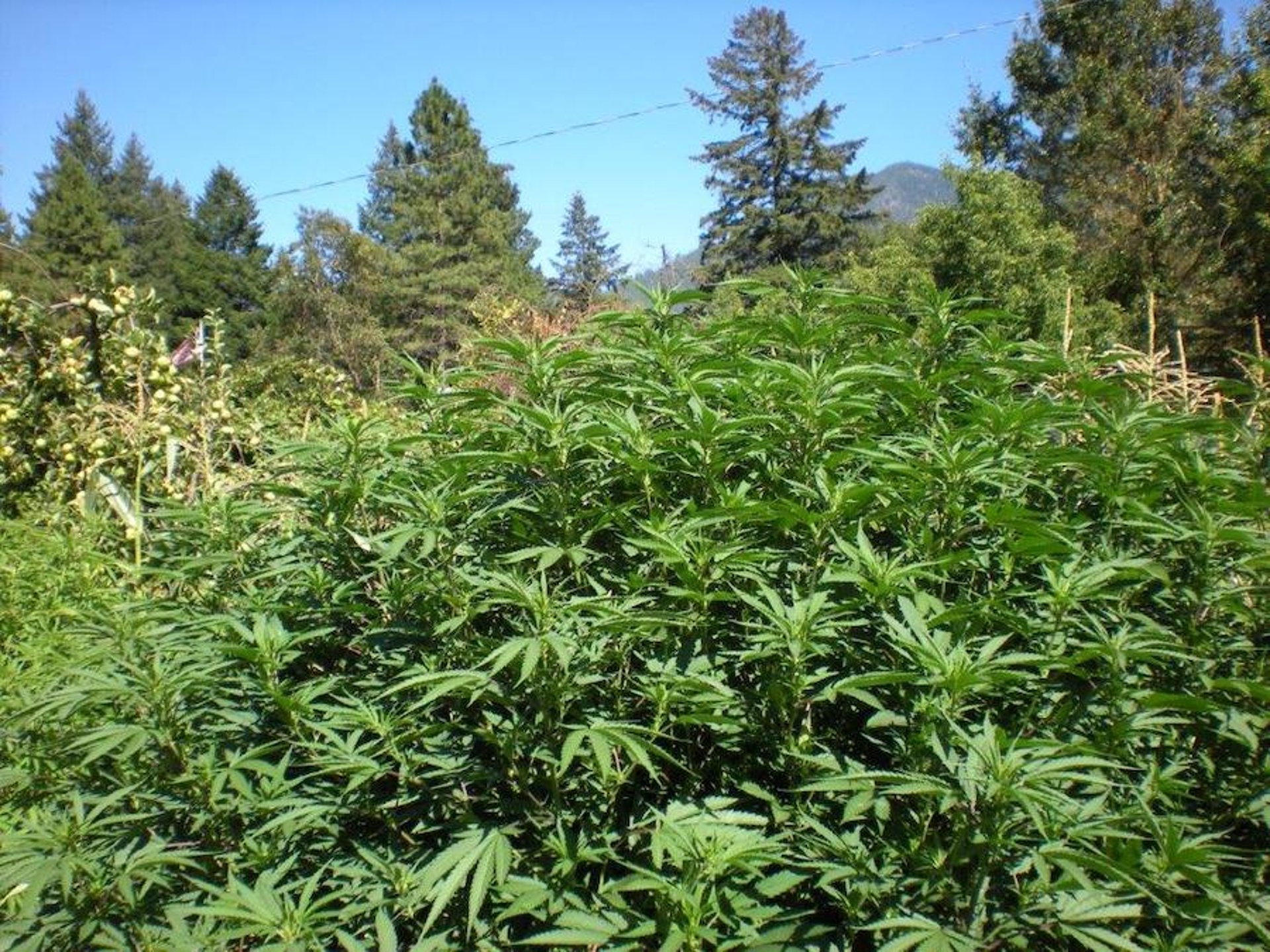 Marihuana silvestre (<i >Cannabis sativa</i>)