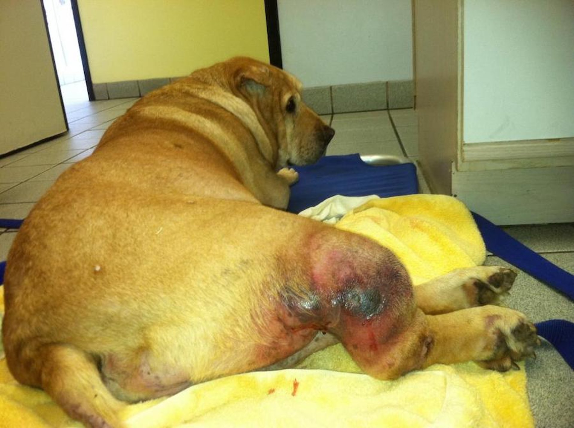 Cáncer de mastocitos en las extremidades posteriores, perro