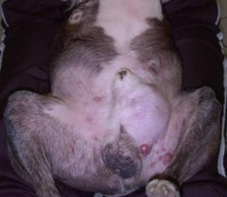 Tumor de mastócitos, cão