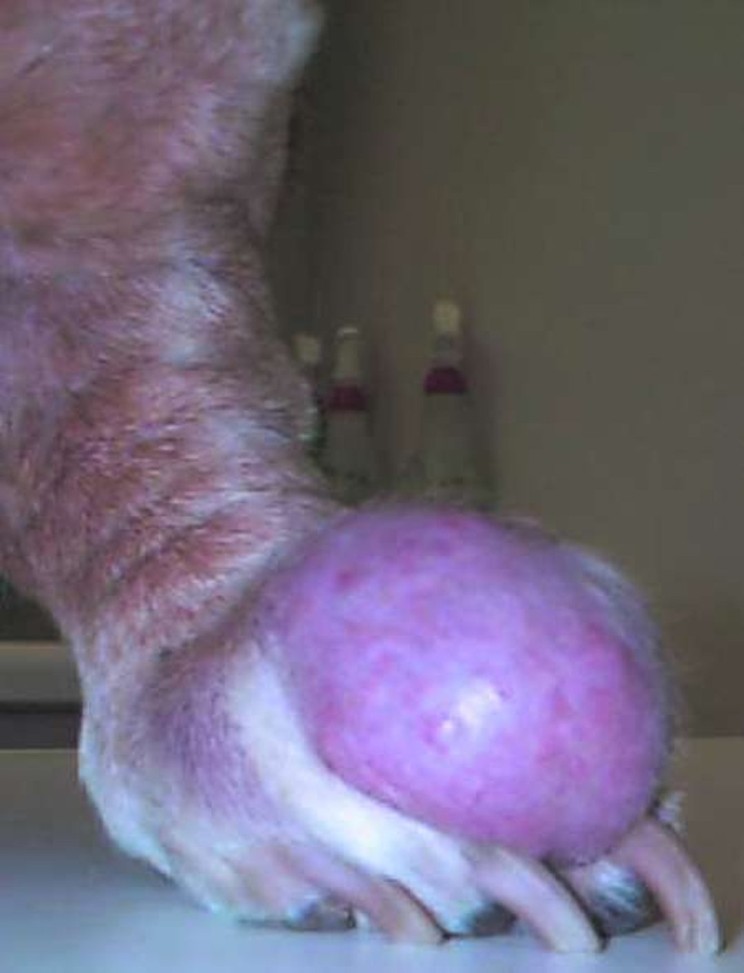 Mastocitoma, perro