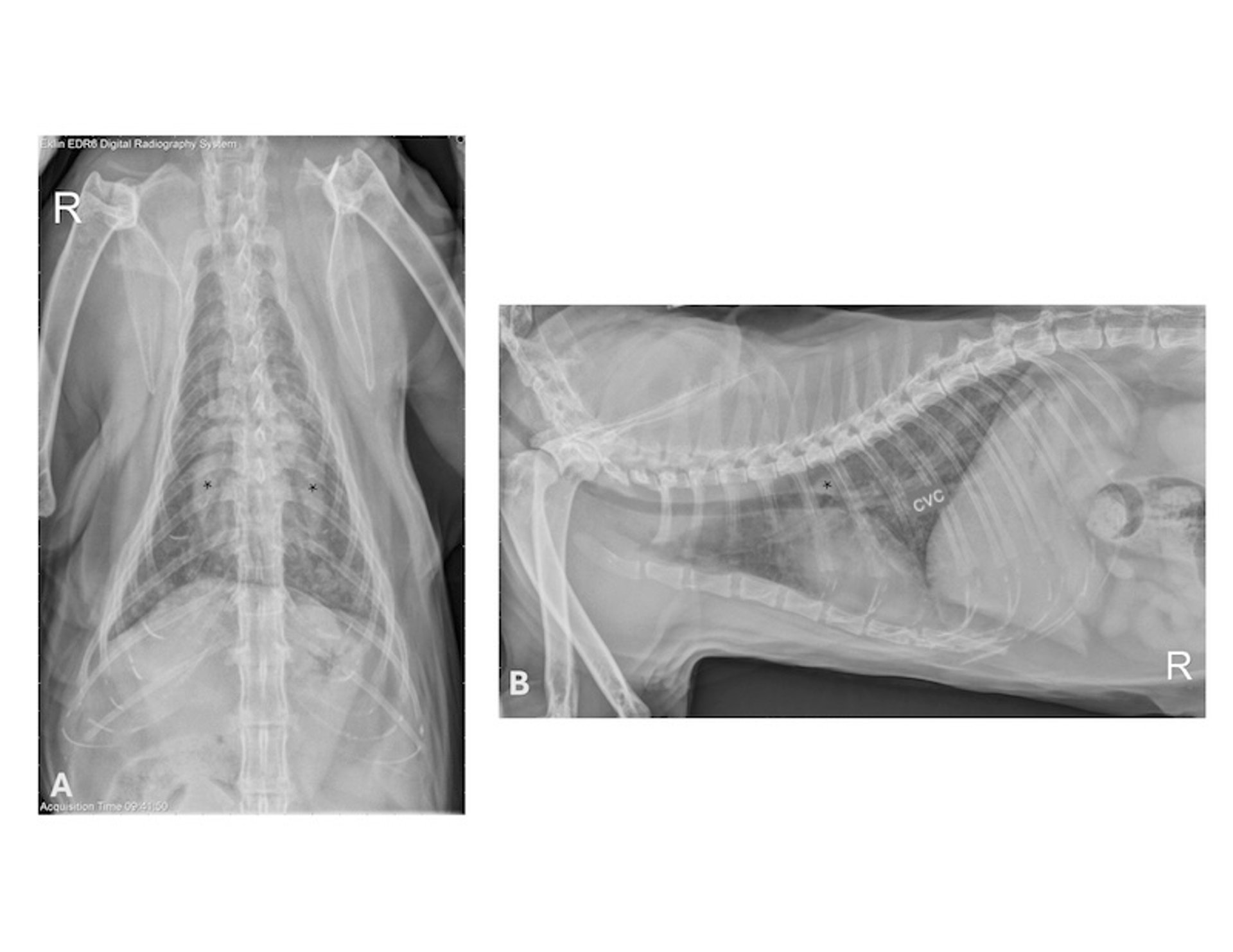 Mature heartworm infection, radiographs, cat