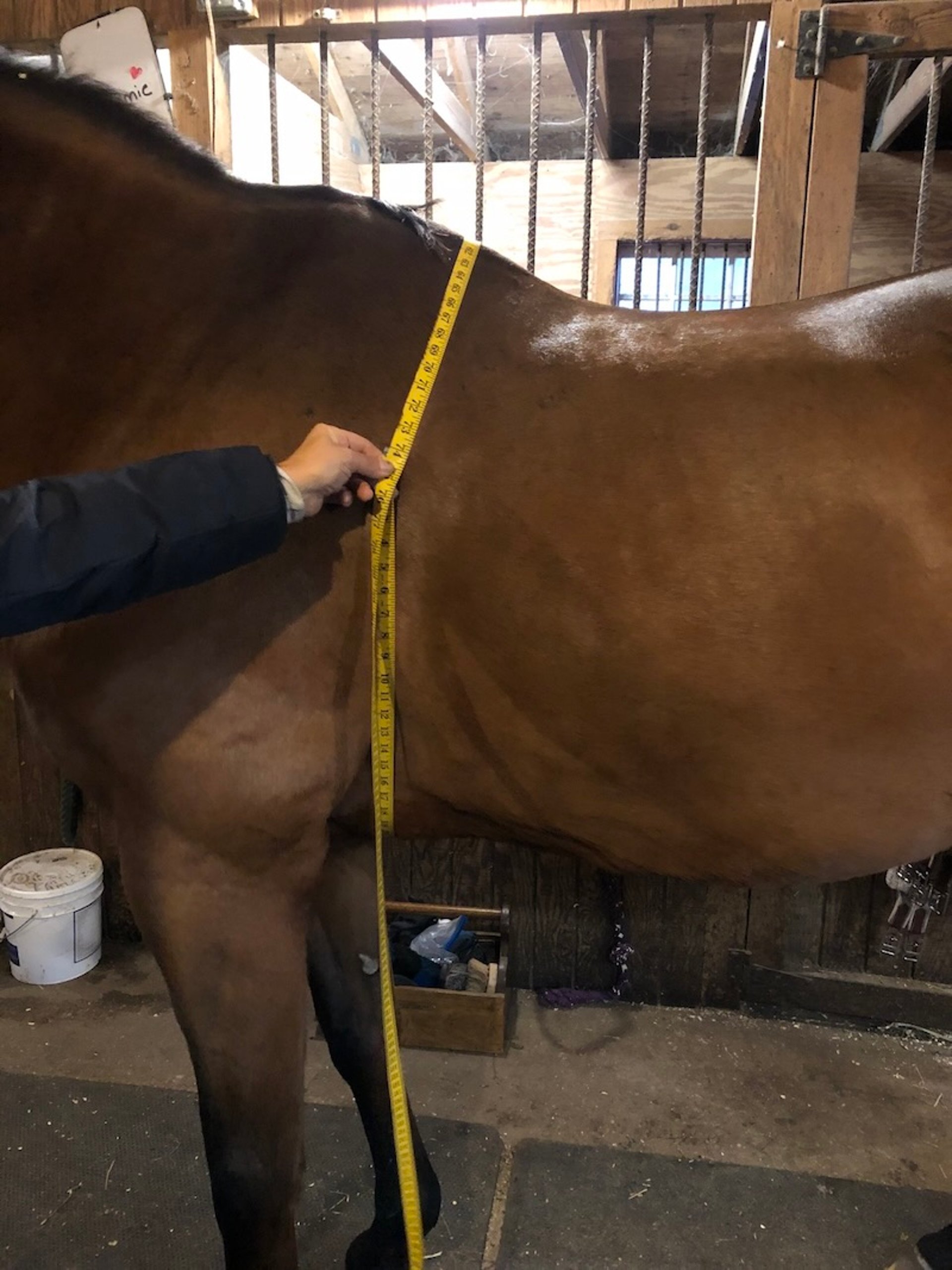 Measuring heart girth for weight estimate, horse