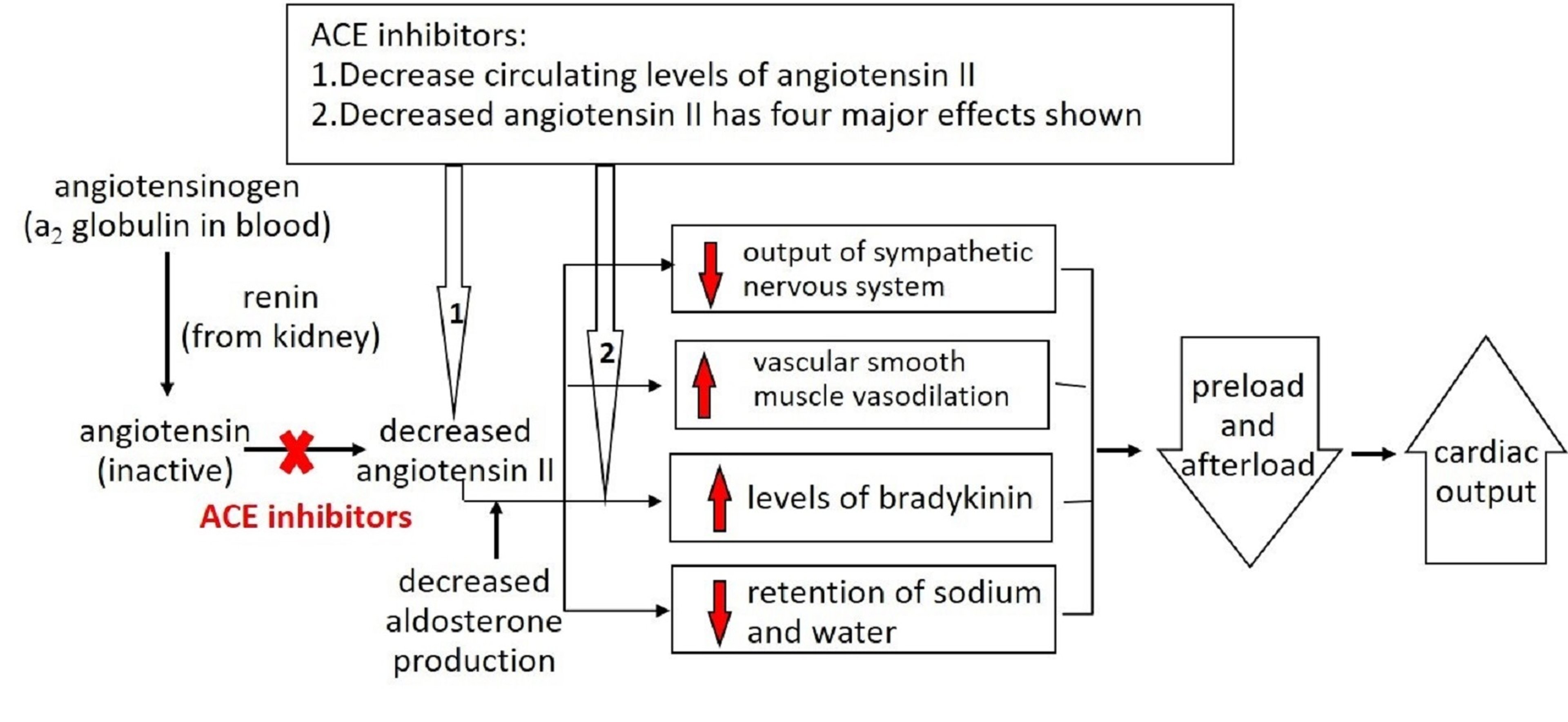 Mechanism of action of ACE inhibitors