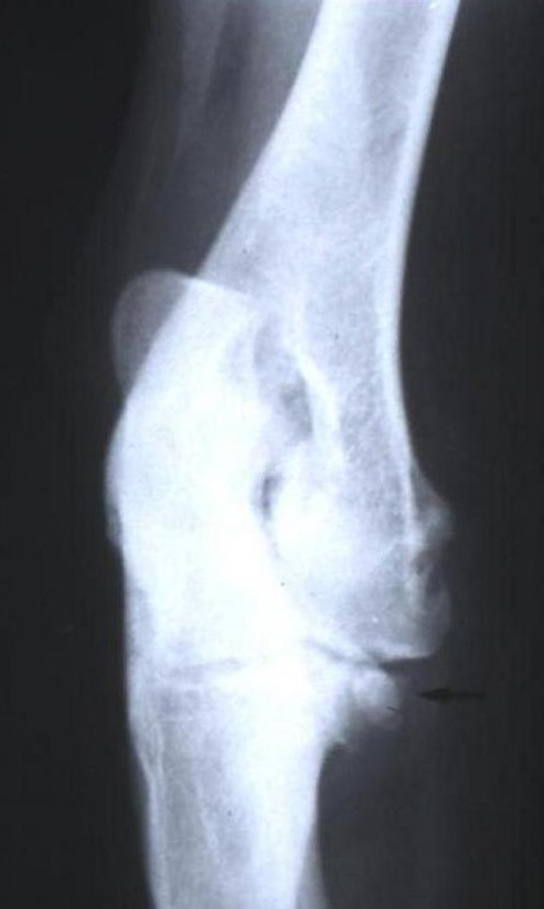 Medial coronoid disease, radiograph, dog