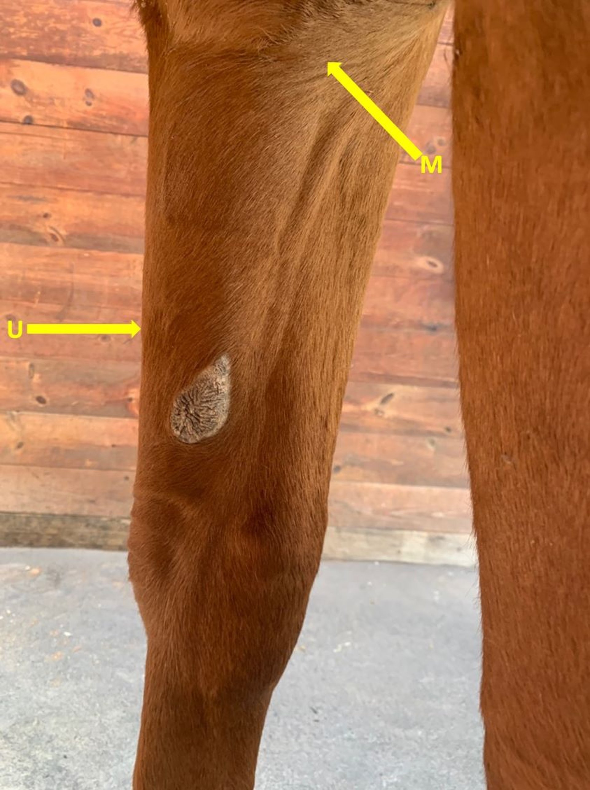 Median and ulnar nerve block sites, horse