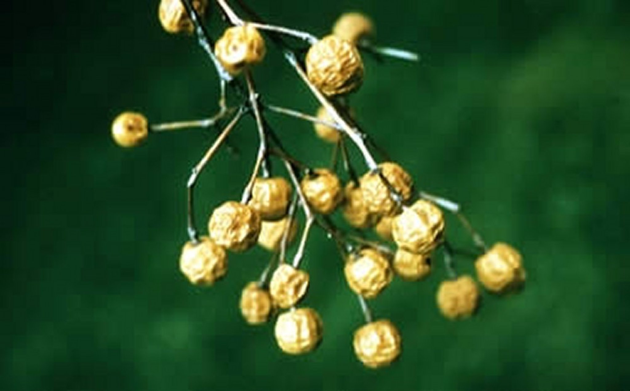 <i >Melia azedarach</i> (Chinaberry), berries