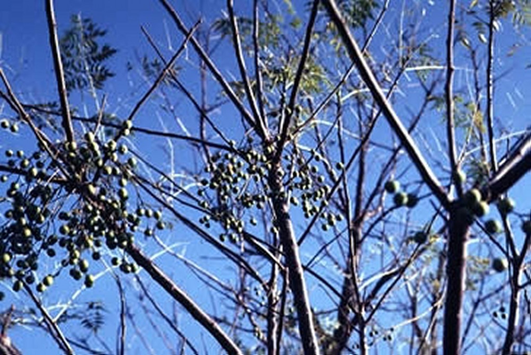 <i >Melia azedarach</i> (cinamomo), planta madura con bayas