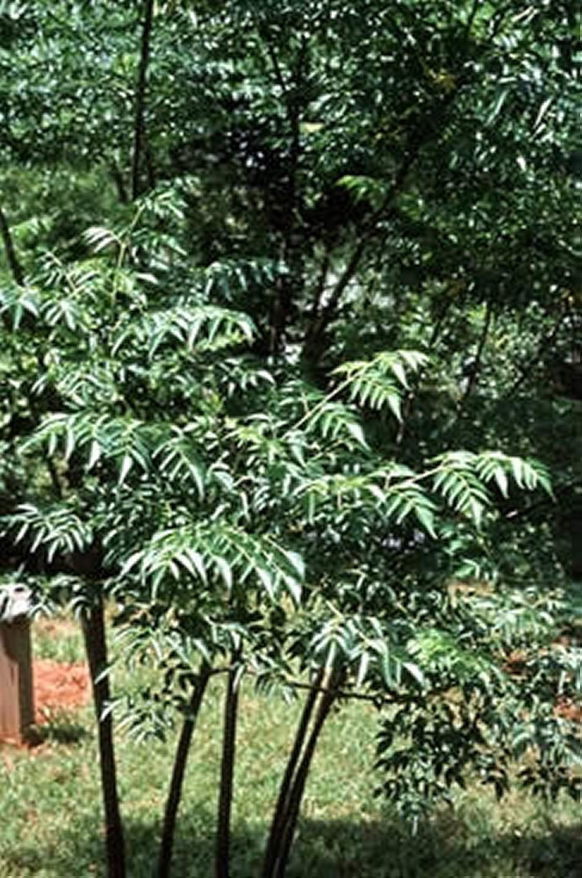 <i >Melia azedarach</i> (cinamomo), planta joven