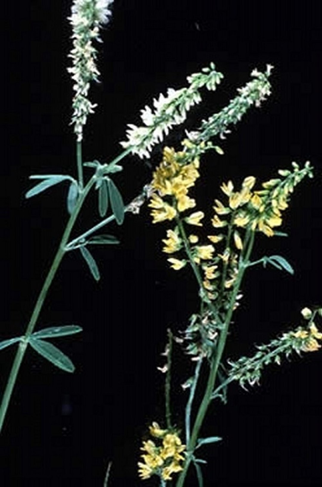 <i >Melilotus</i> spp. (trébol oloroso)