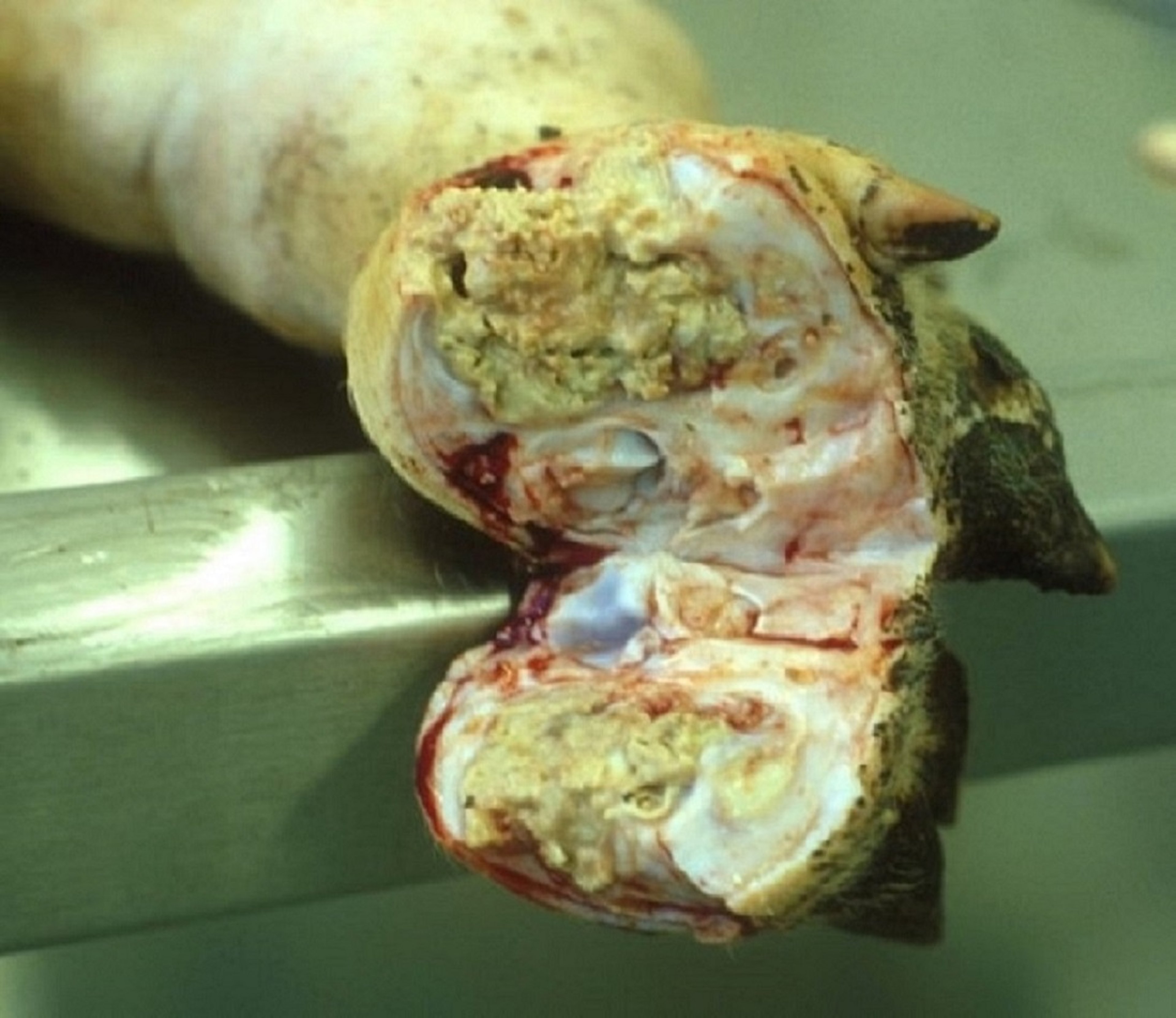 Melioidose, suínos