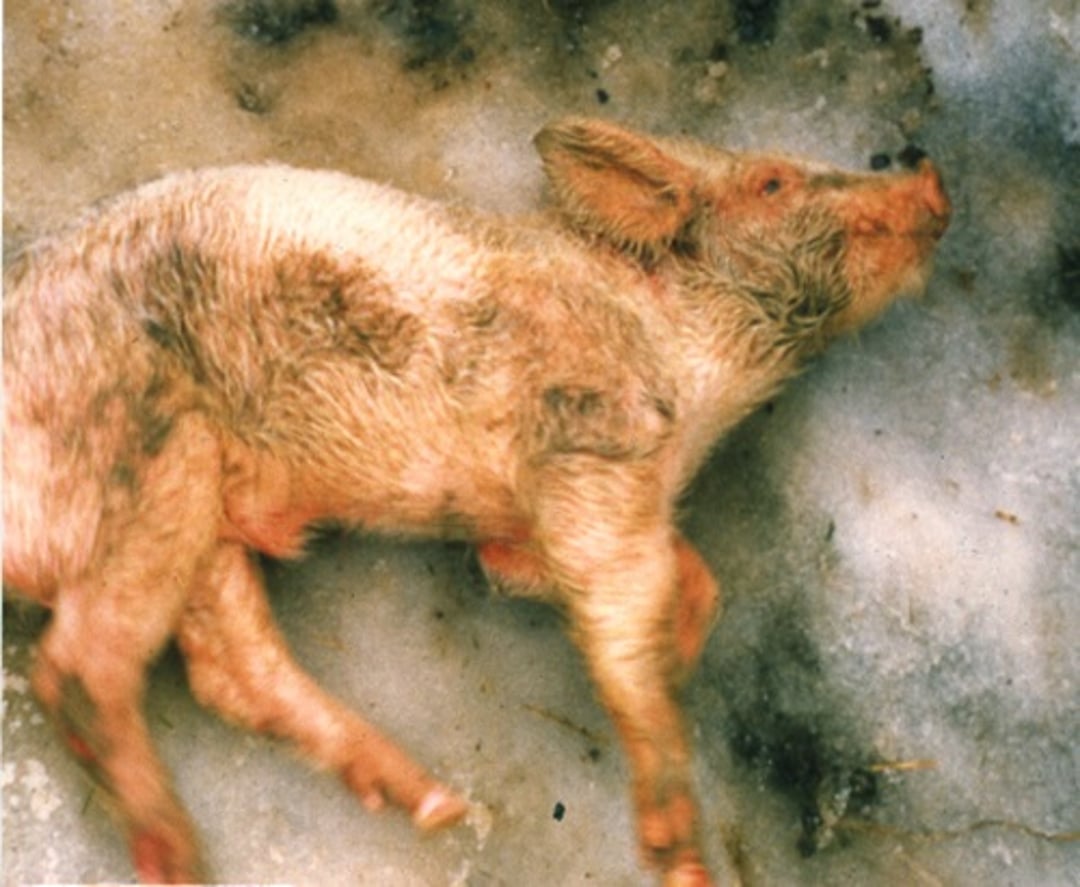 Meningitis, cerdo