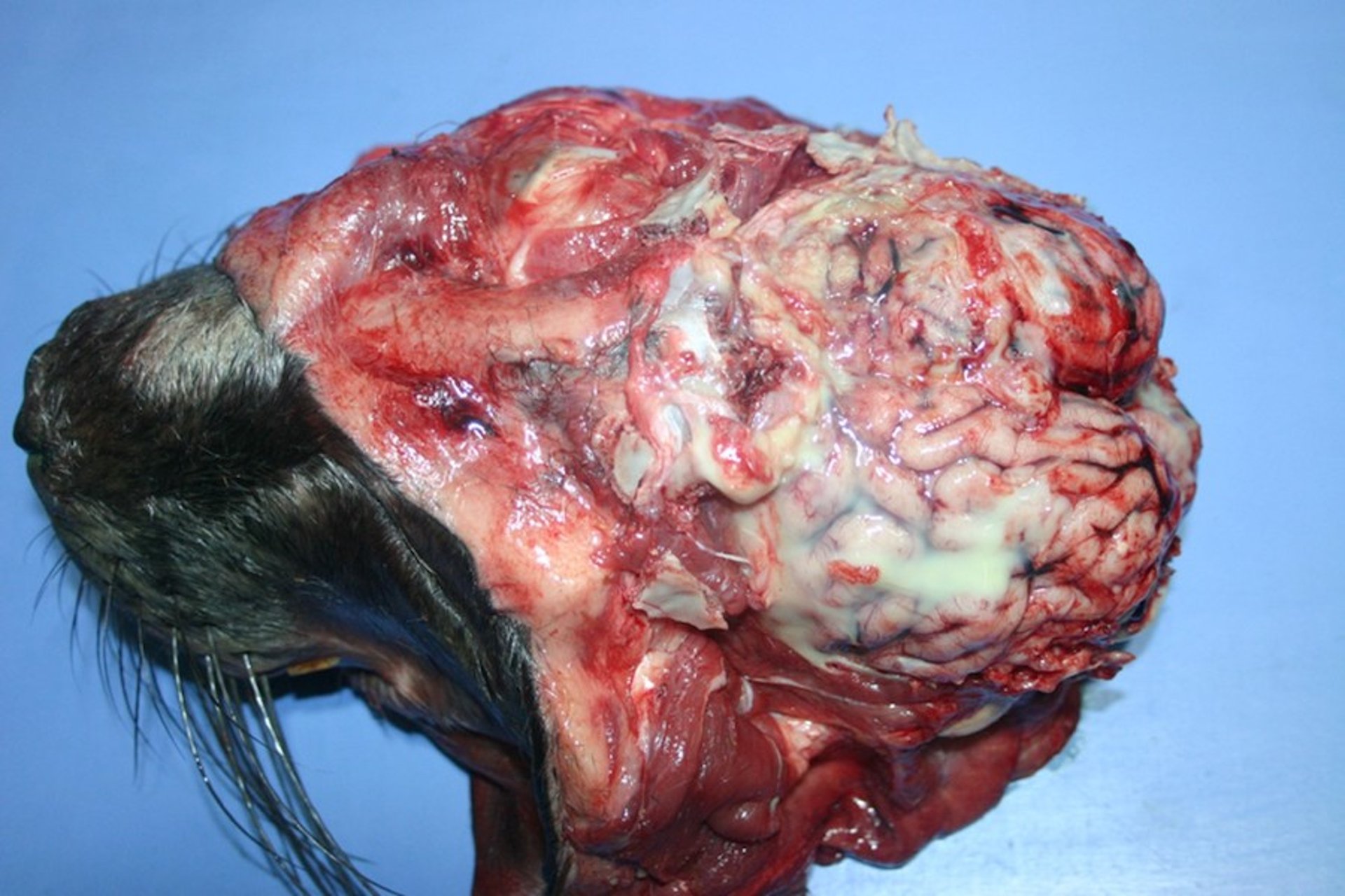 Meningitis, foca gris atlántica