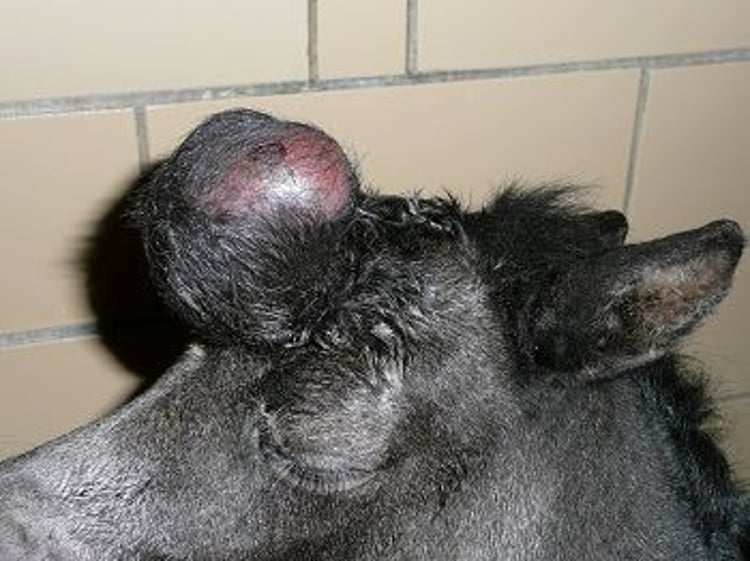 Meningoencephalocele, foal