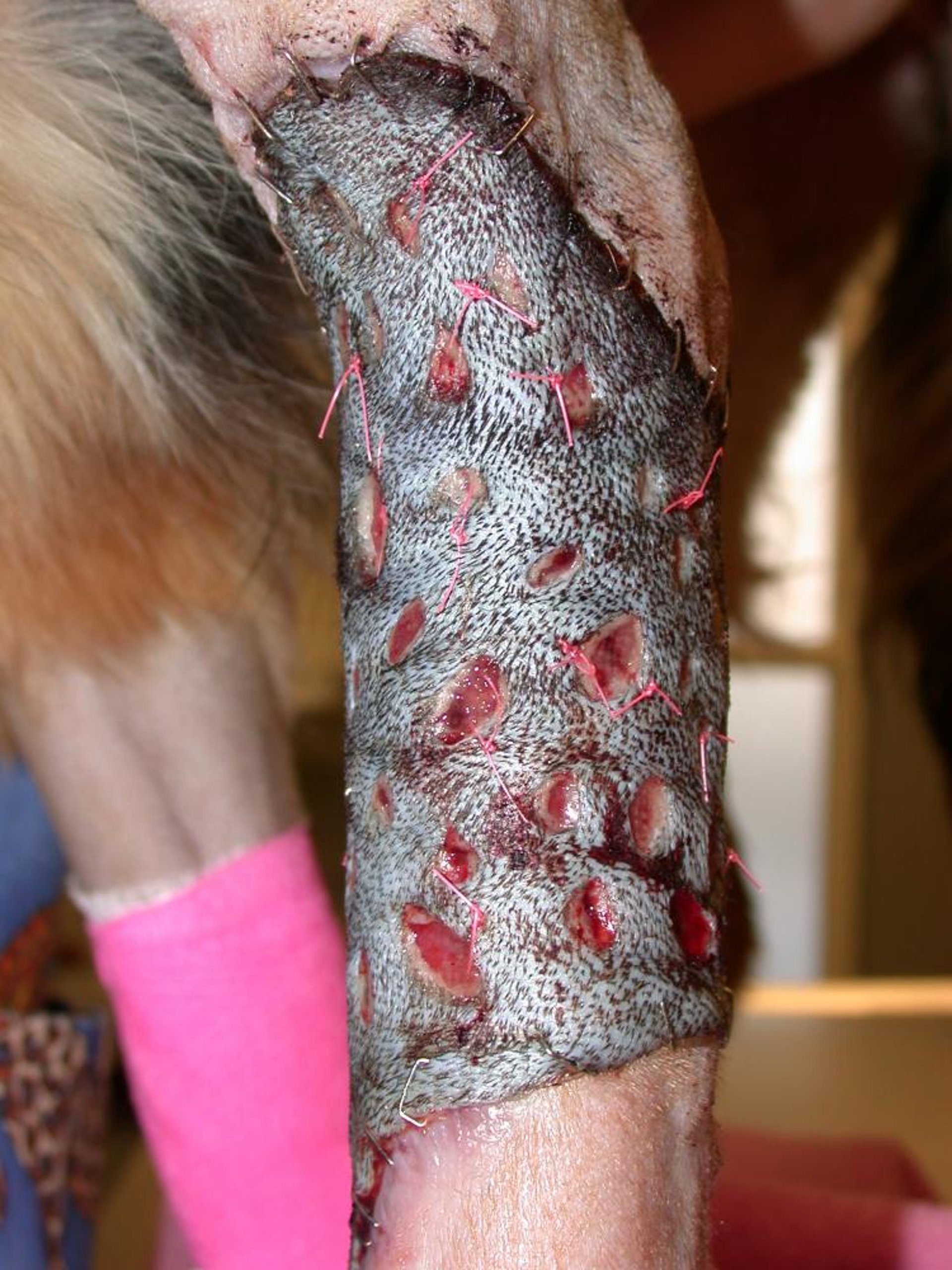 Mesh graft, 24 hours postoperative, dog
