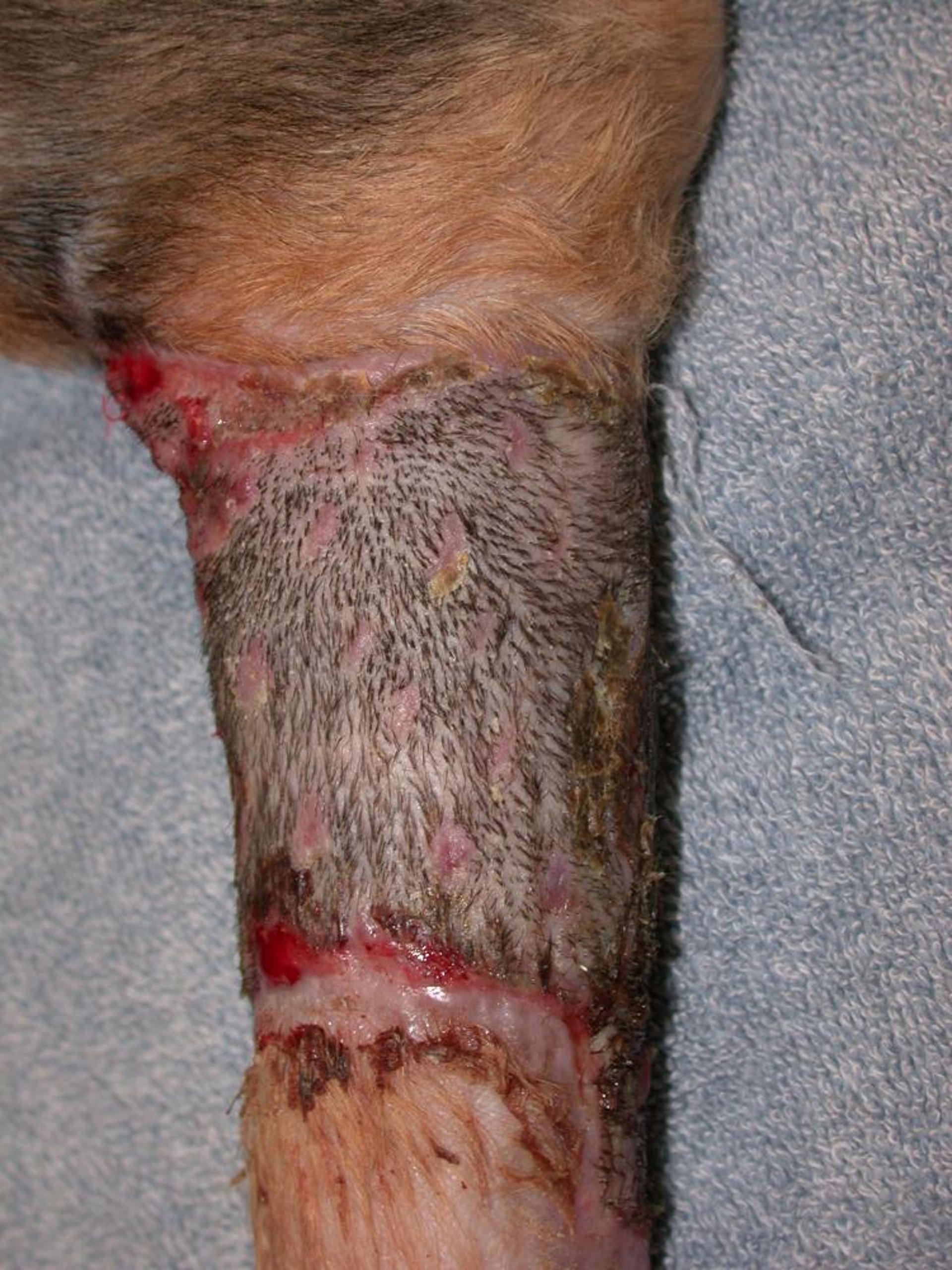 Mesh graft, 3 weeks postoperative, dog