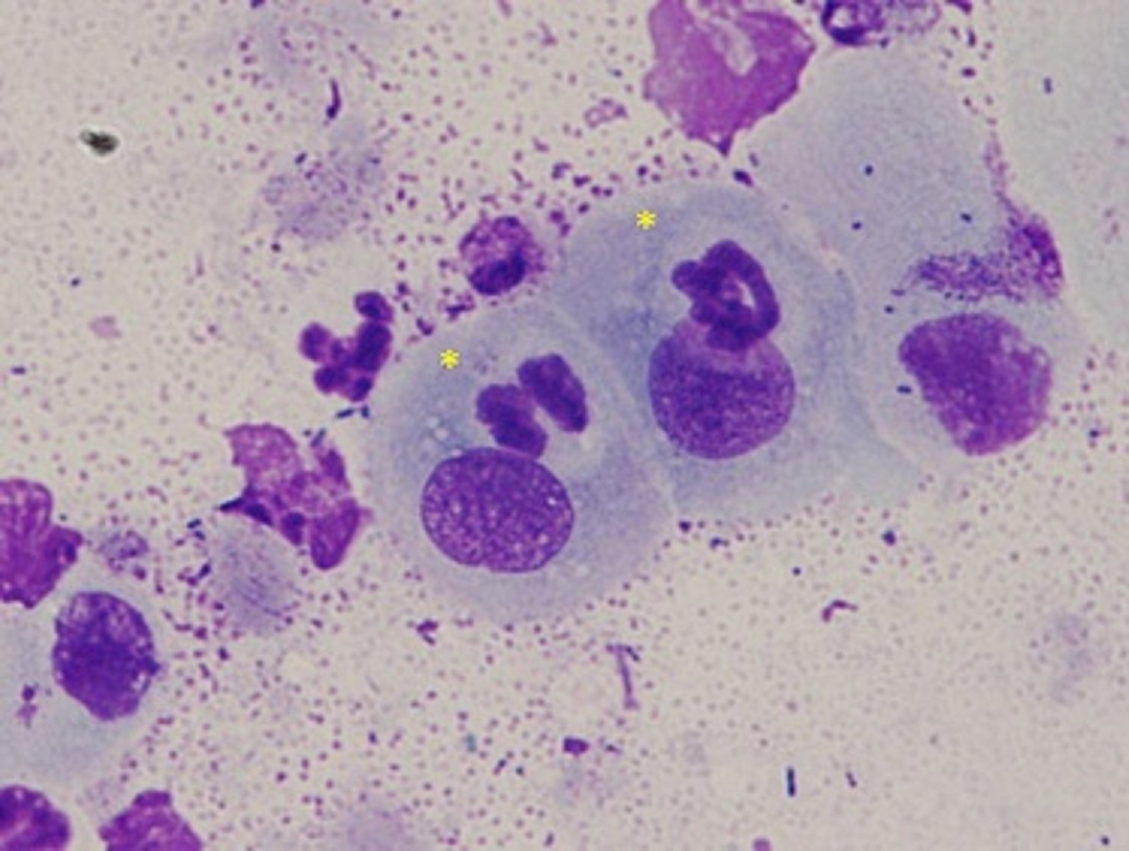 Metestrum cells, dog