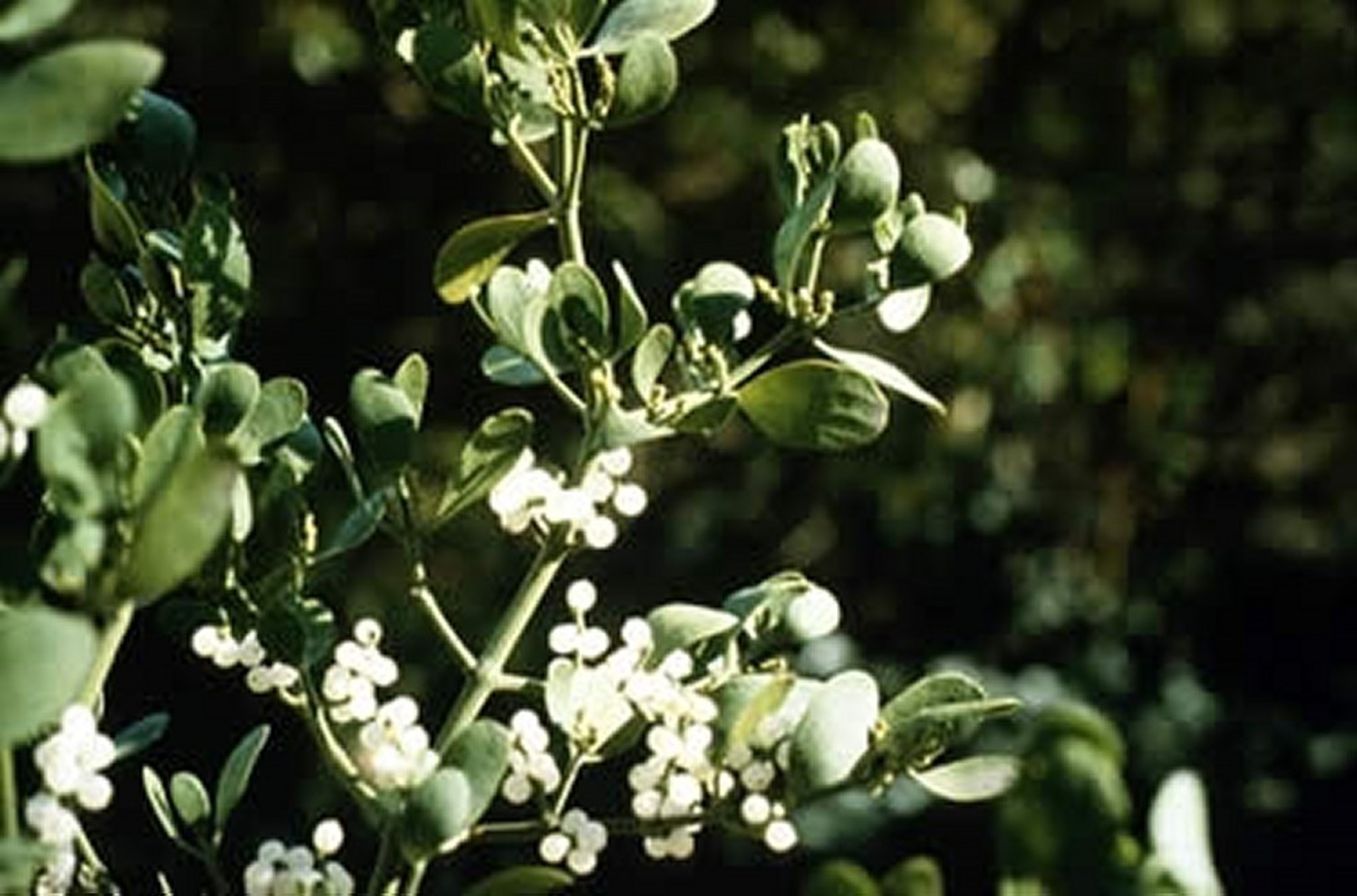 Phoradendron serotinum (Mistletoe), branch with berries