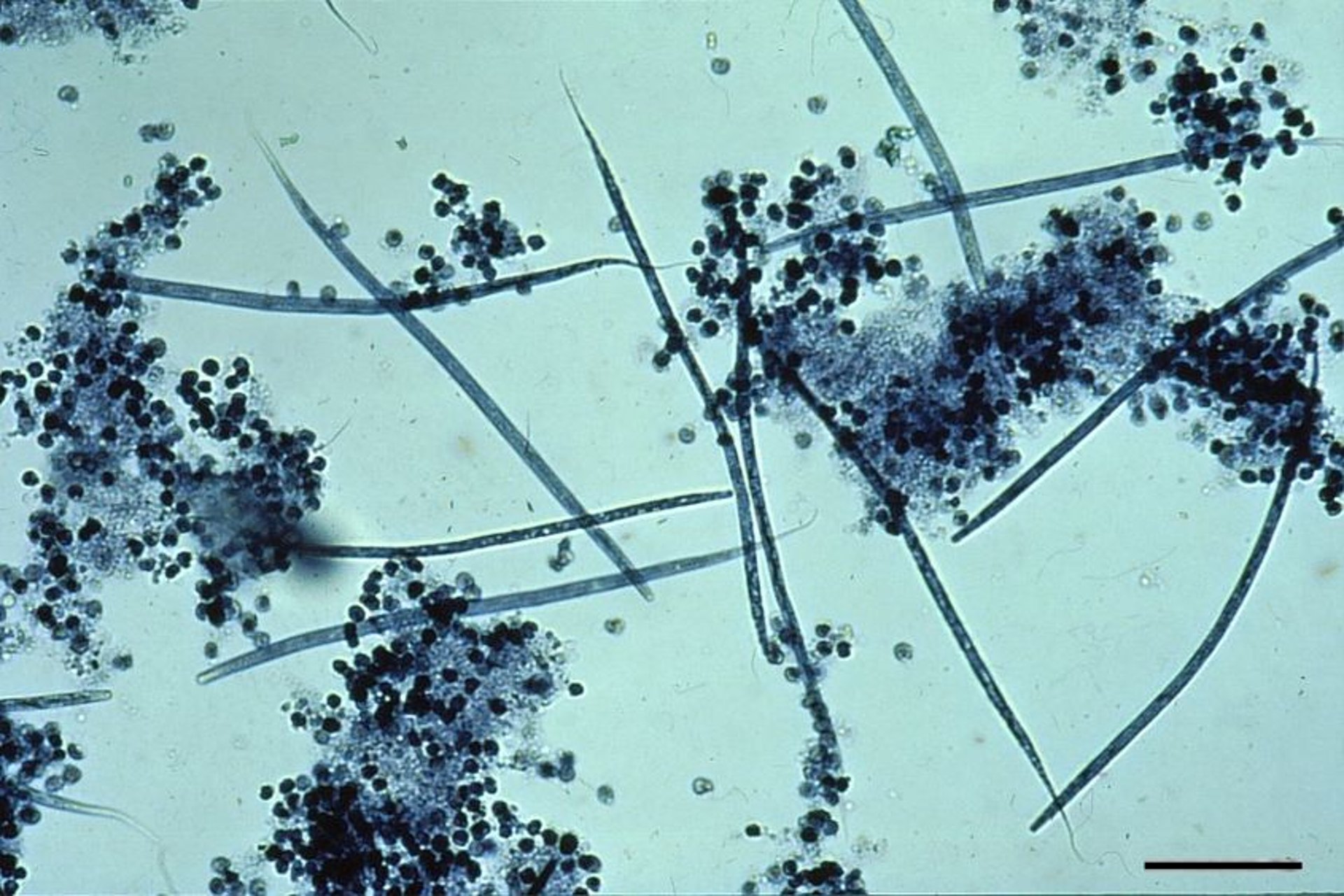 Modified Knott’s test sample, dog