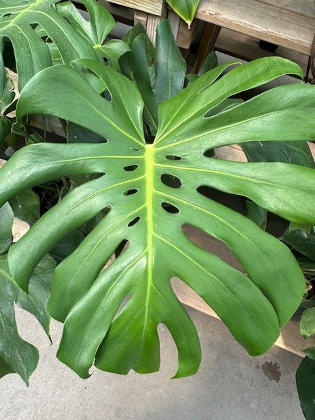 Fruit salad plant<i > (Monstera deliciosa)</i>