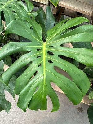 Costilla de Adán (Monstera deliciosa)