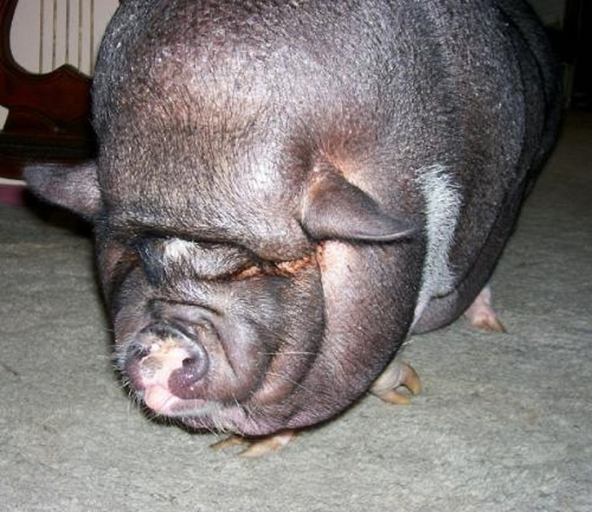 Obesidad mórbida, cerdo miniatura
