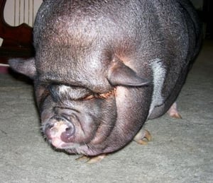 Obesidad mórbida, cerdo miniatura