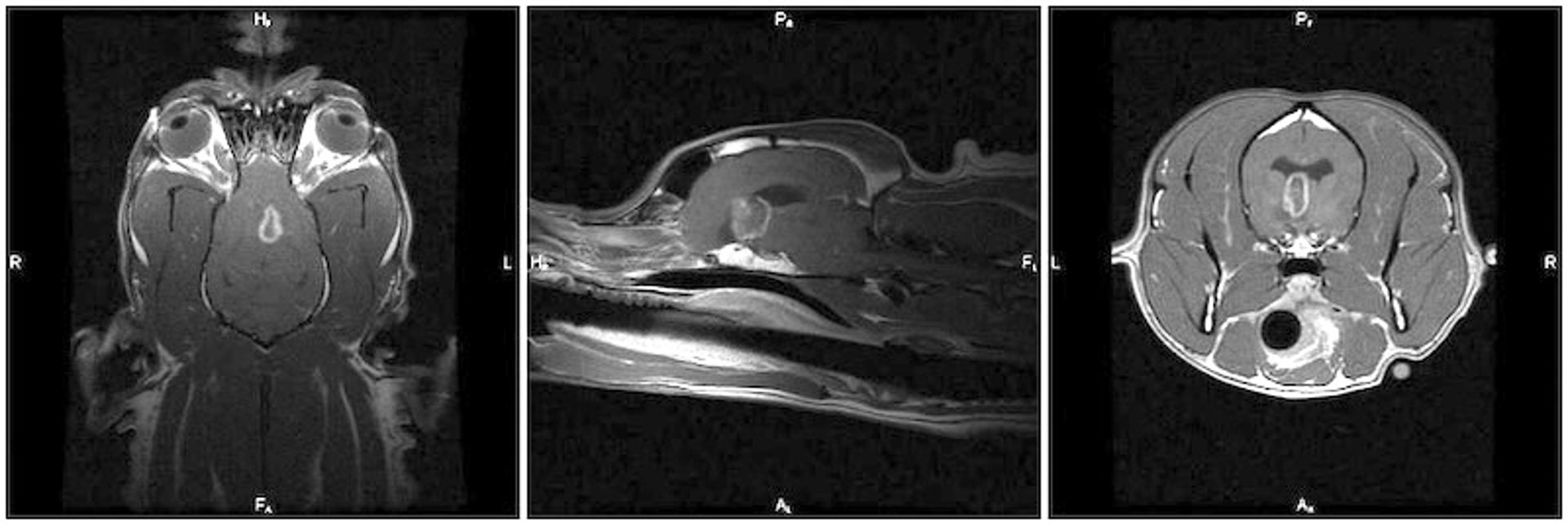 MRI, midbrain mass, dog