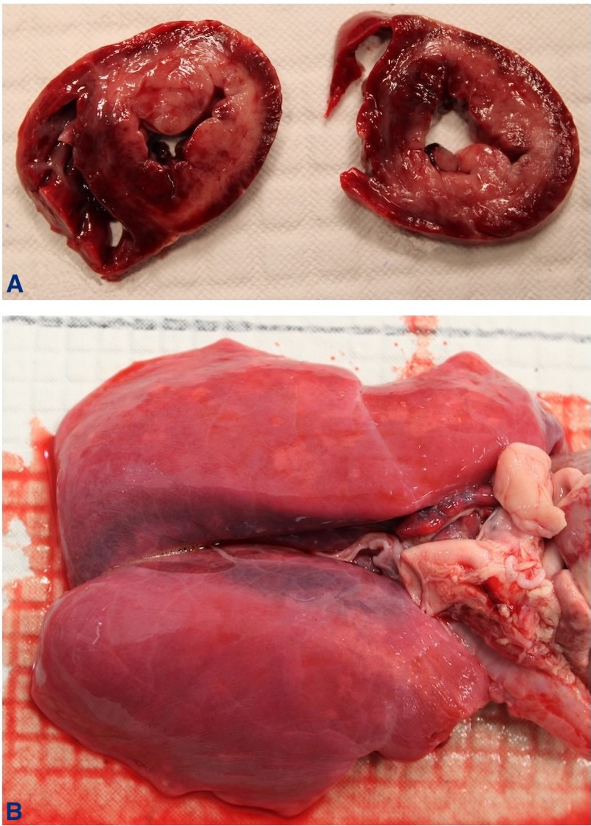 Mulberry heart disease, pig, necropsy images