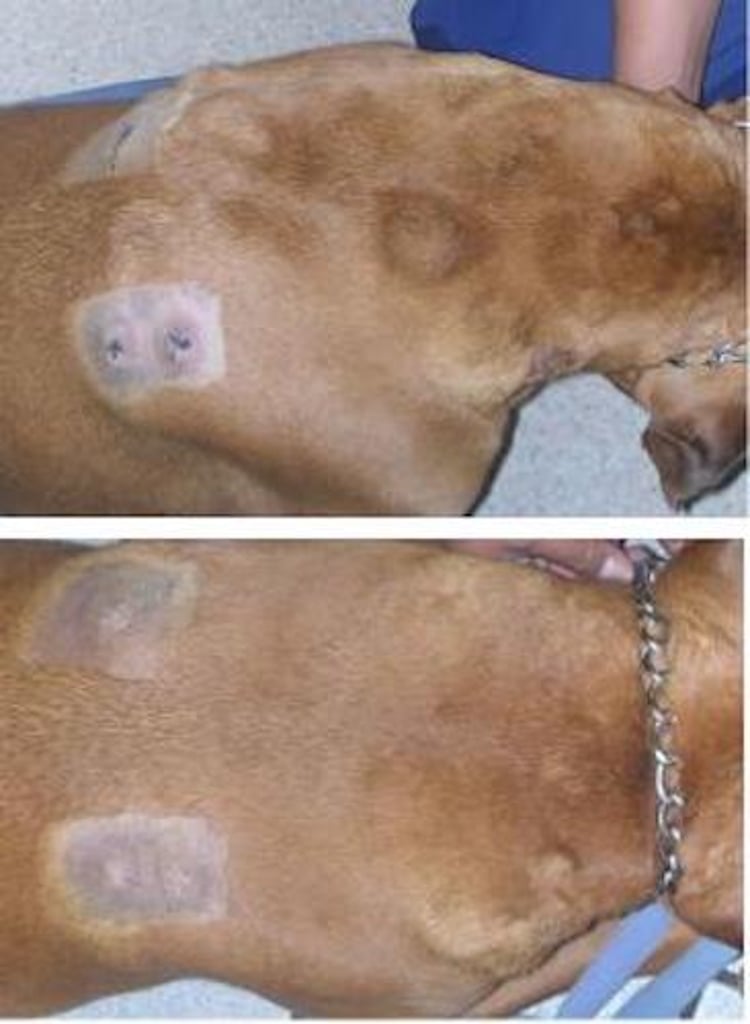 Nódulos histiocíticos multifocales de la dermis y del tejido subcutáneo, perro