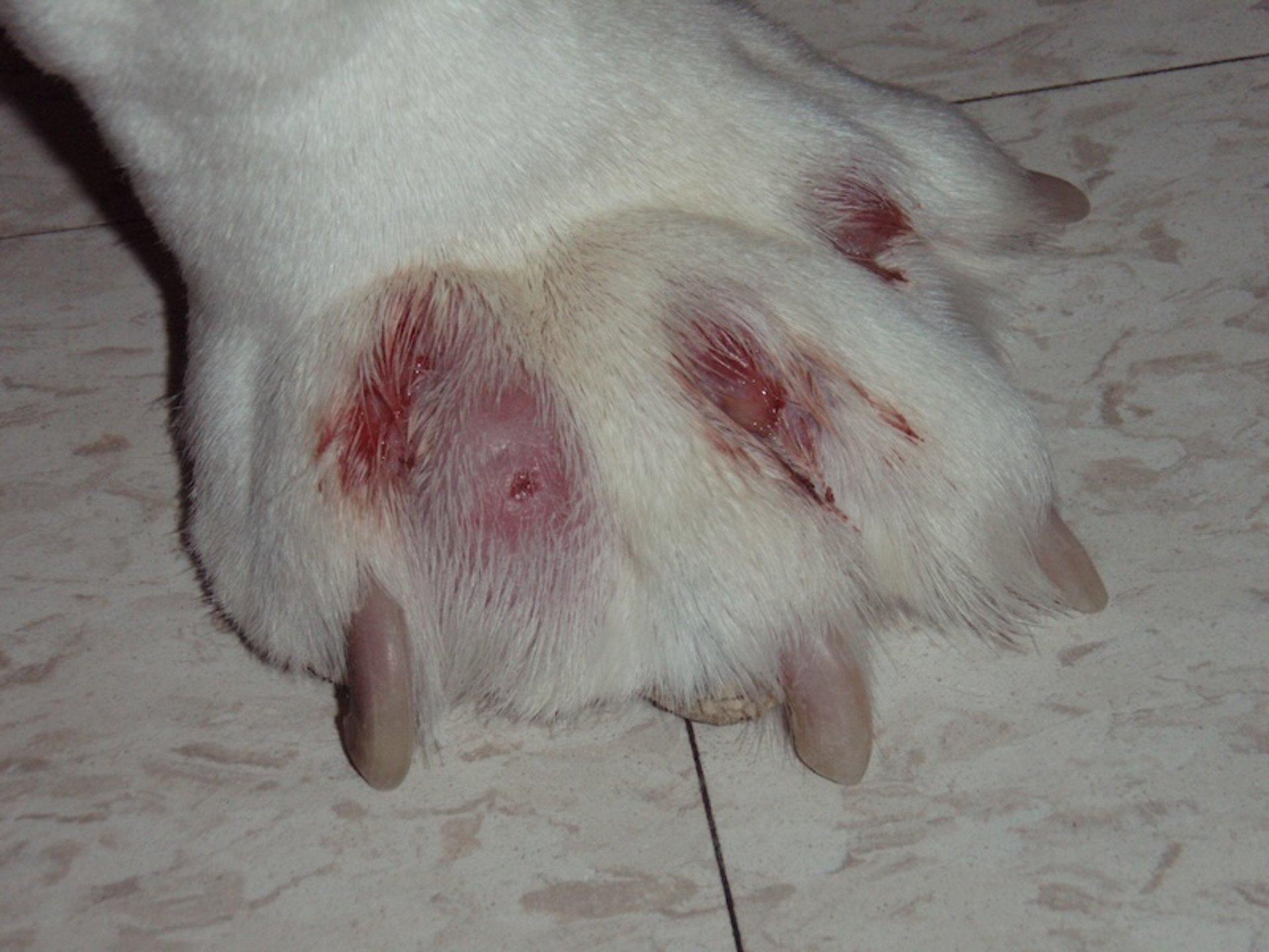 Multifocal interdigital furuncles, dog