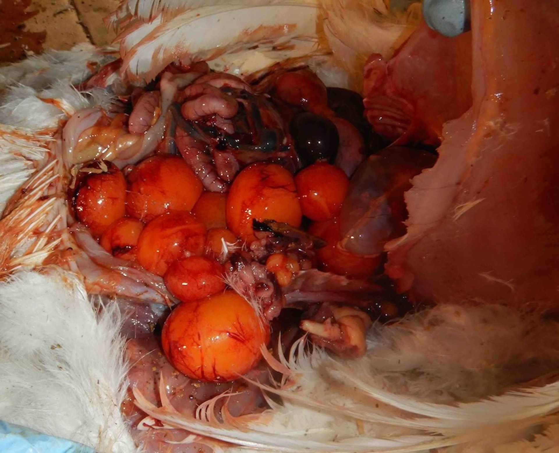 Multiple follicular hierarchy, chicken