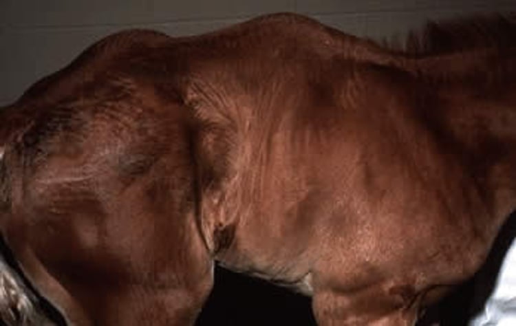 Lordosis equina