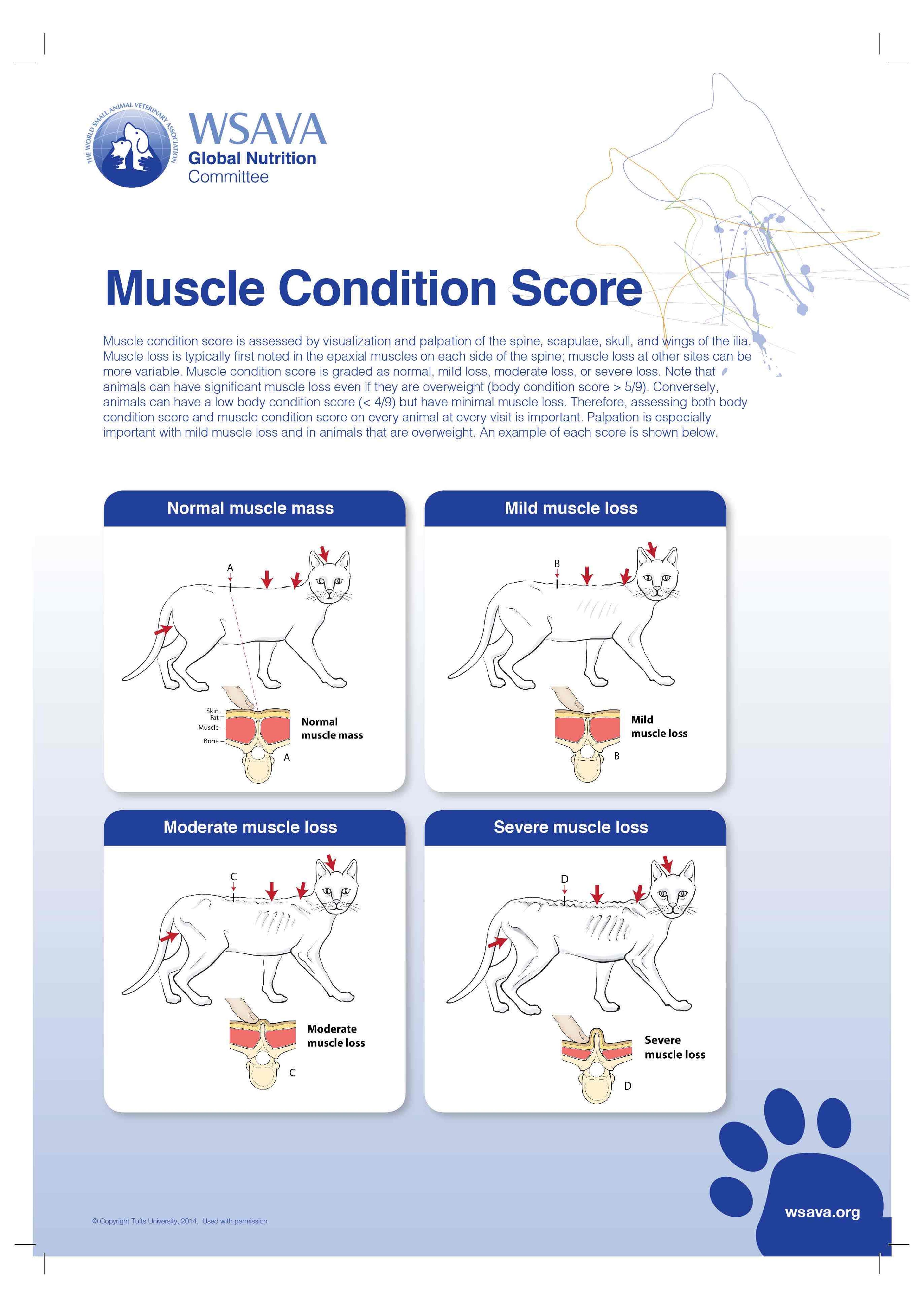 Tabela de escore de condição muscular, gatos