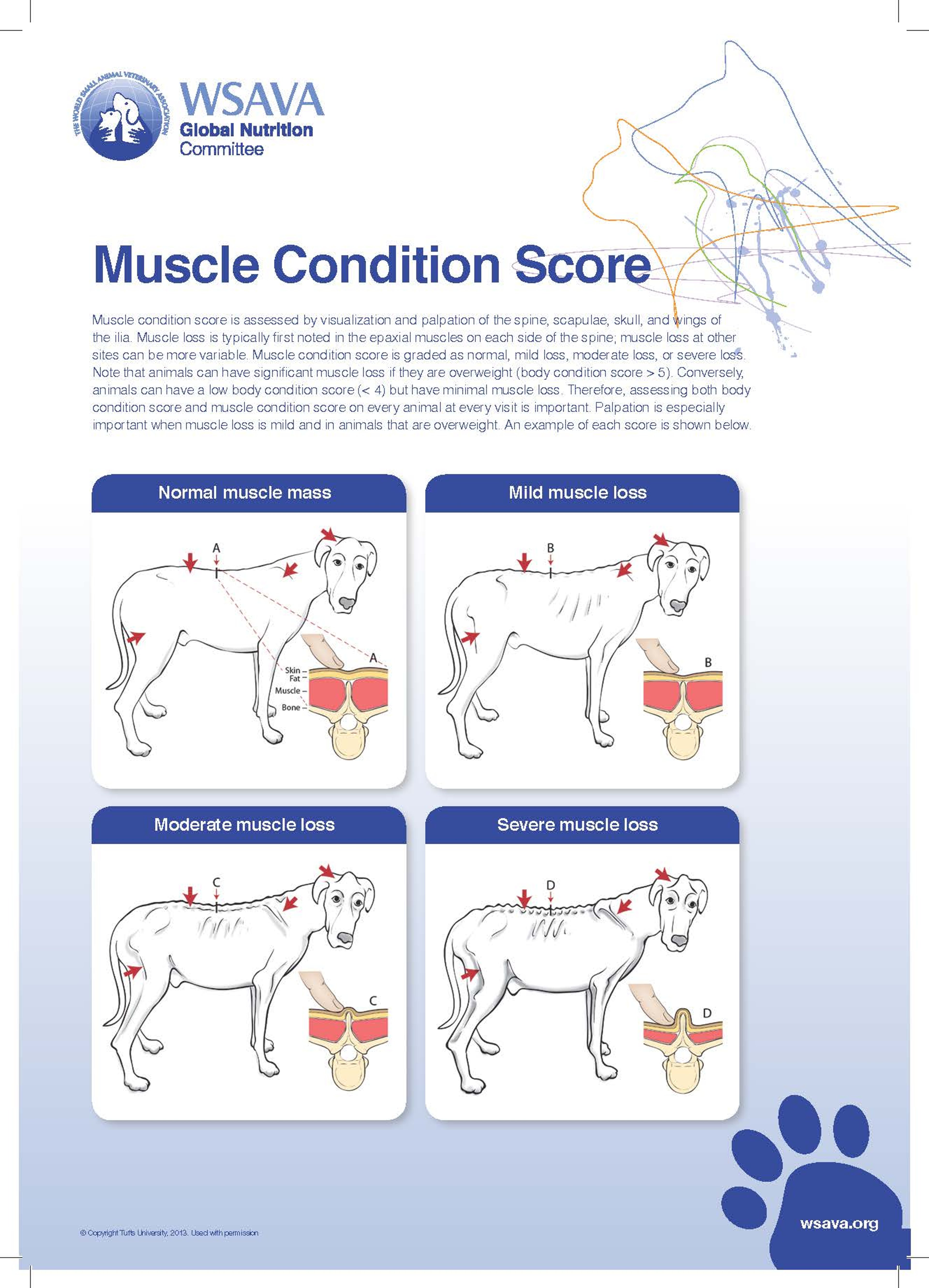 Tabla de puntuación de la condición muscular, perros