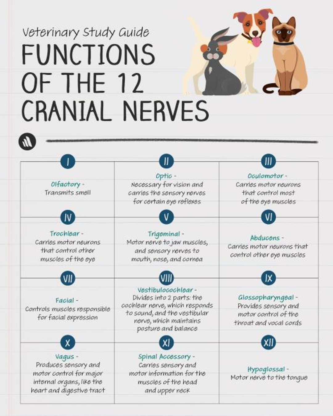 Functions of the 12 Cranial Nerves
