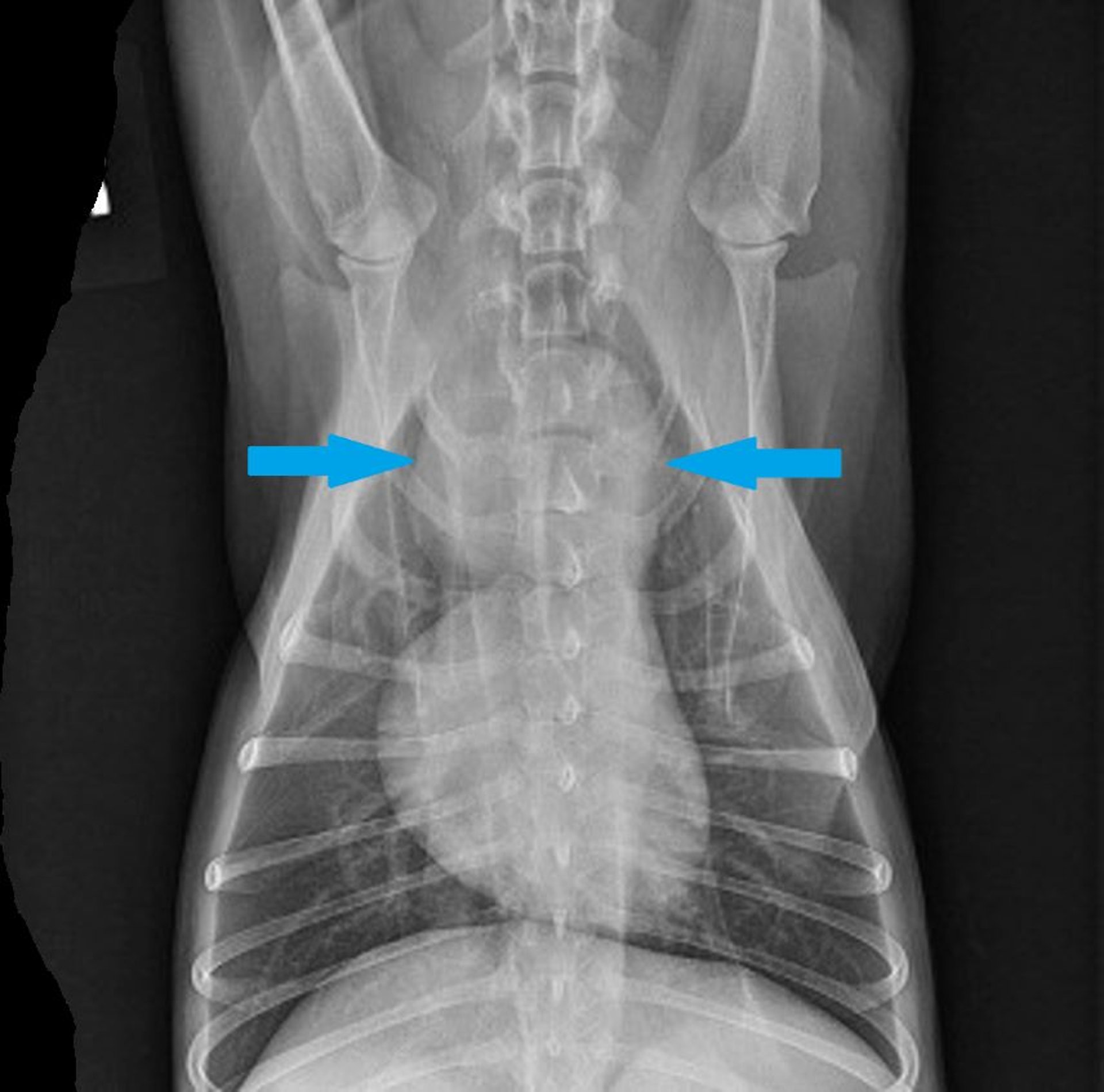 Miastenia grave, radiografia, cão