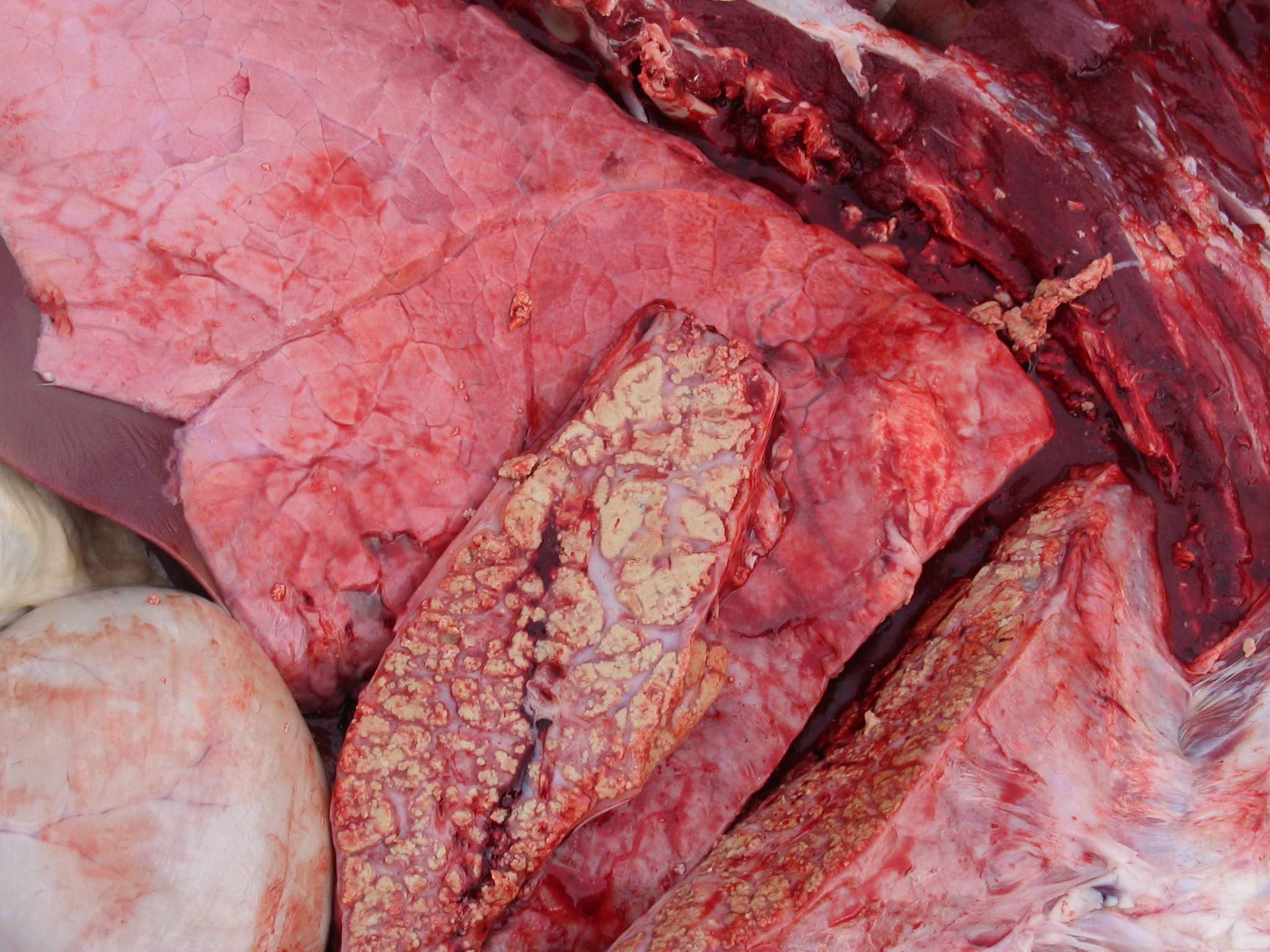 Image:Mycoplasma bovis, lesiones pulmonares-Manual de veterinaria de Merck