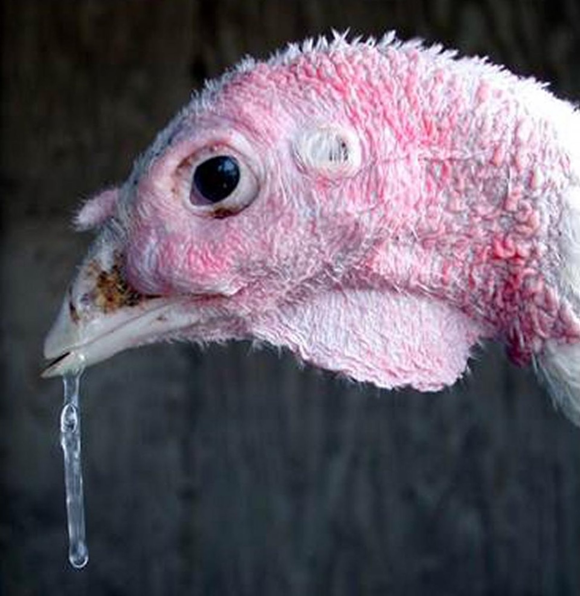 <i >Mycoplasma gallisepticum</i>, pavo