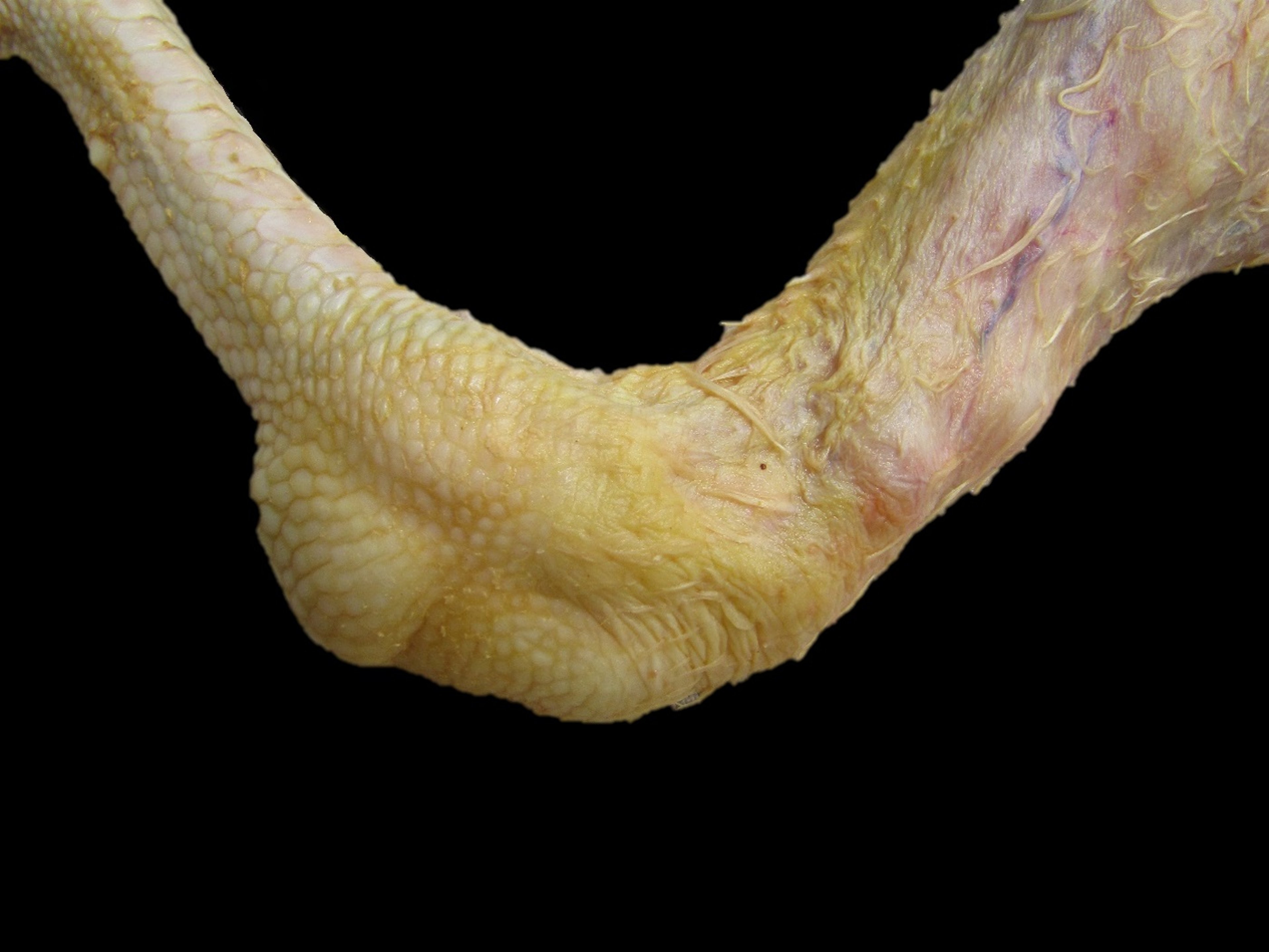 <i >Mycoplasma synoviae</i> (sinovitis infecciosa), pavo