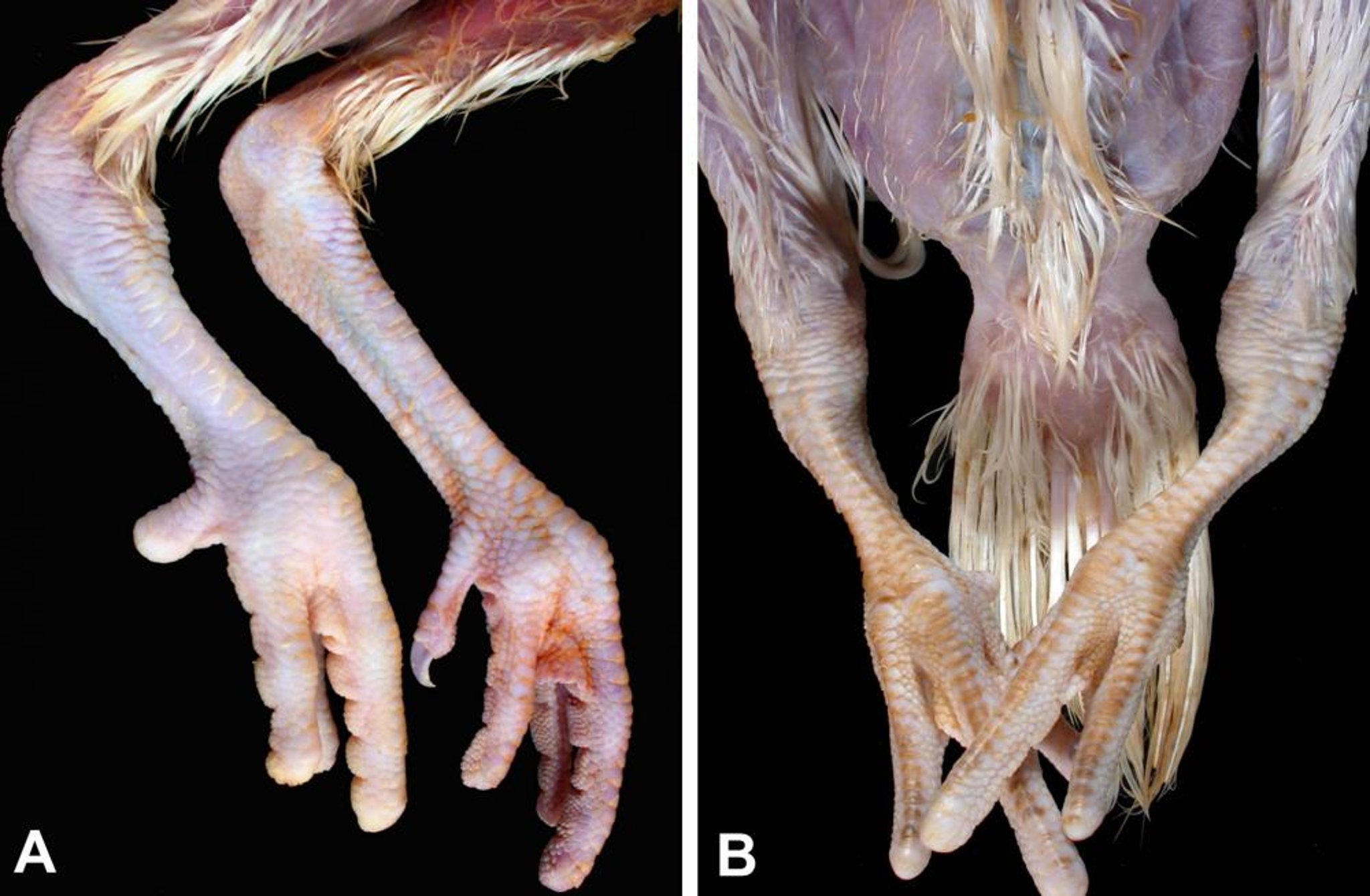 Infección de <i >Mycoplasma iowae</i>, pavos