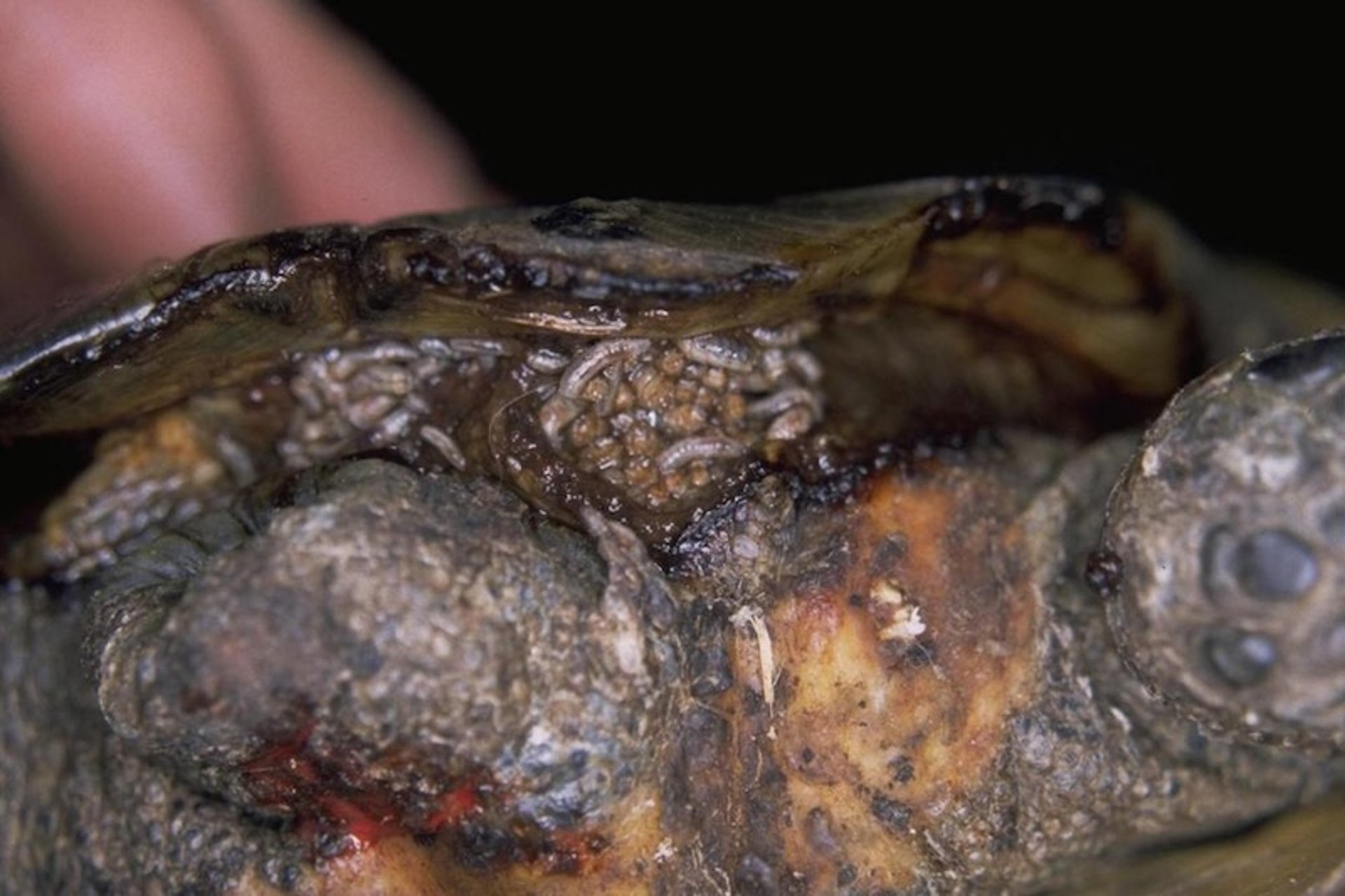 Miasis, tortuga griega